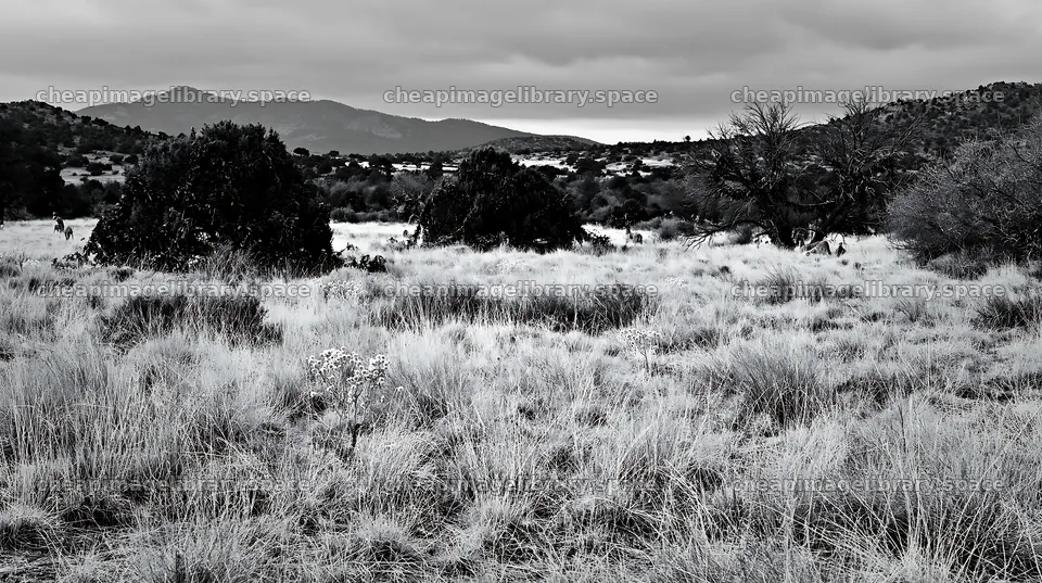 Expansive Christmas meadow drought tolerant stems and garland – image library 10608x5938