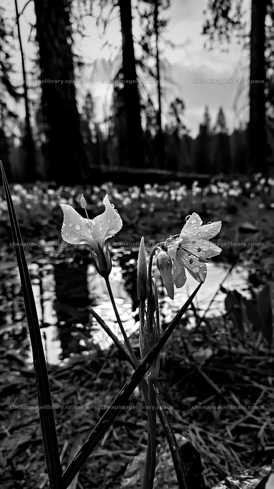 Flowers in a pine forest meadow with water droplets – image library 5938x10608