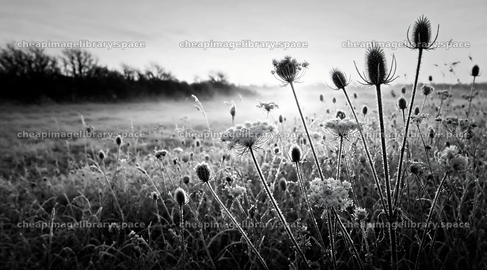 Seedhead meadow with frost and sunrise in a rural landscape – image library 10648x5916