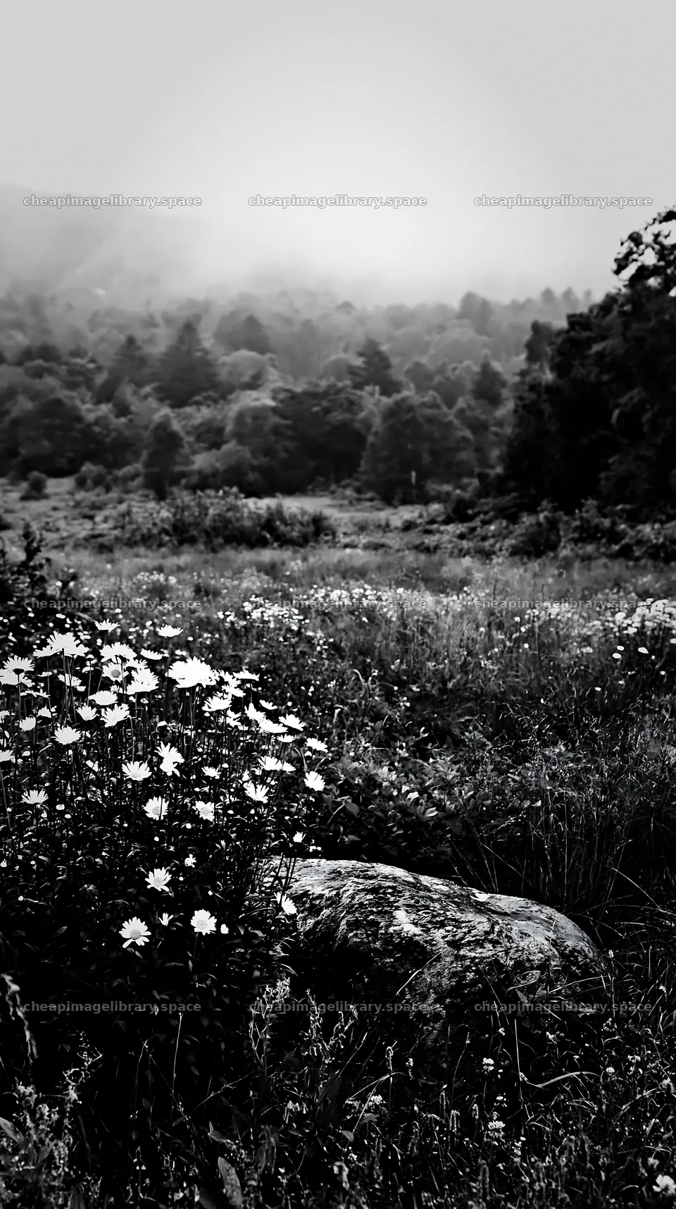 Aomori climate resilient meadow with boulder in natural setting – image library 5938x10608