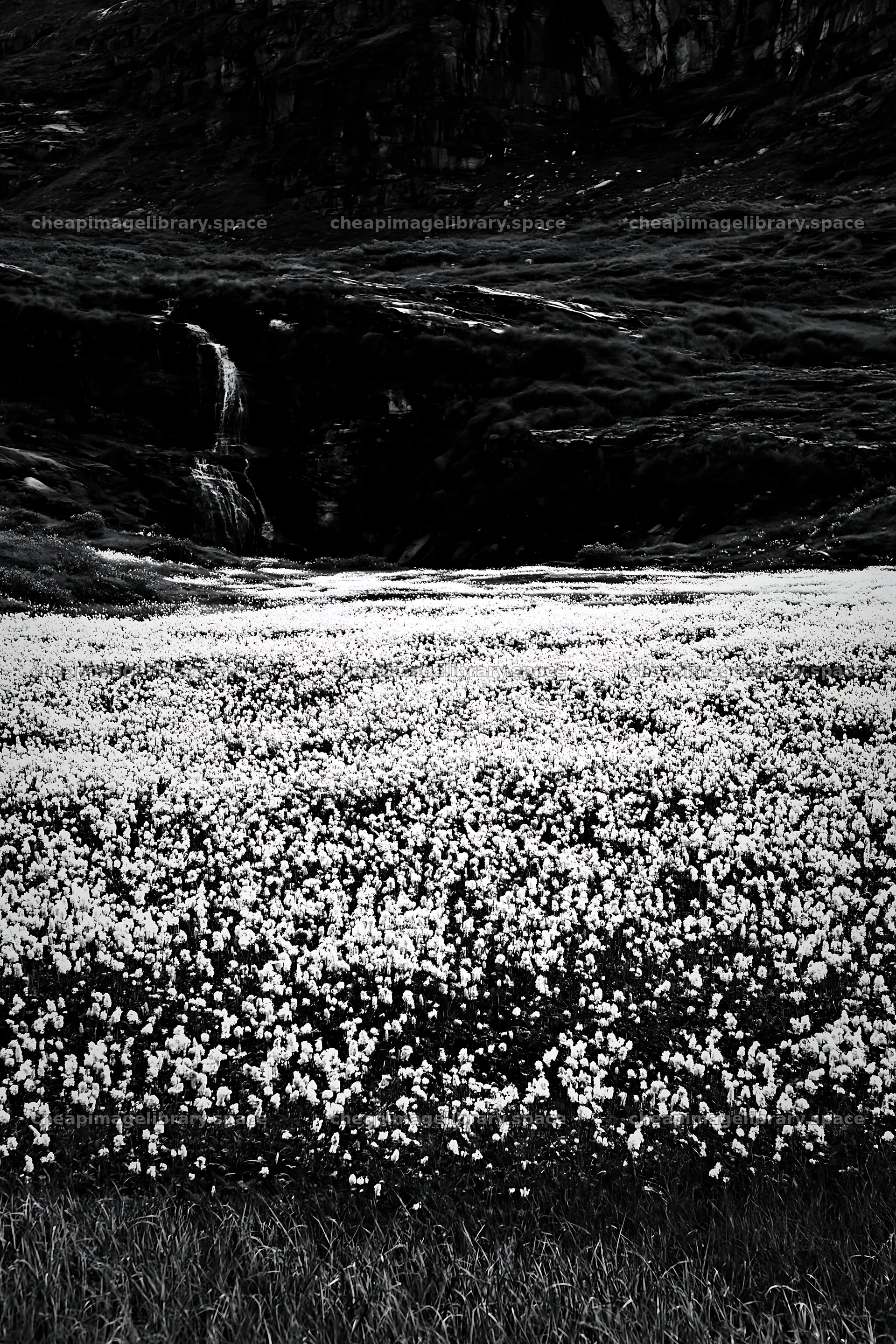 Cascade valley flower meadow in black and white – image library 6480x9722