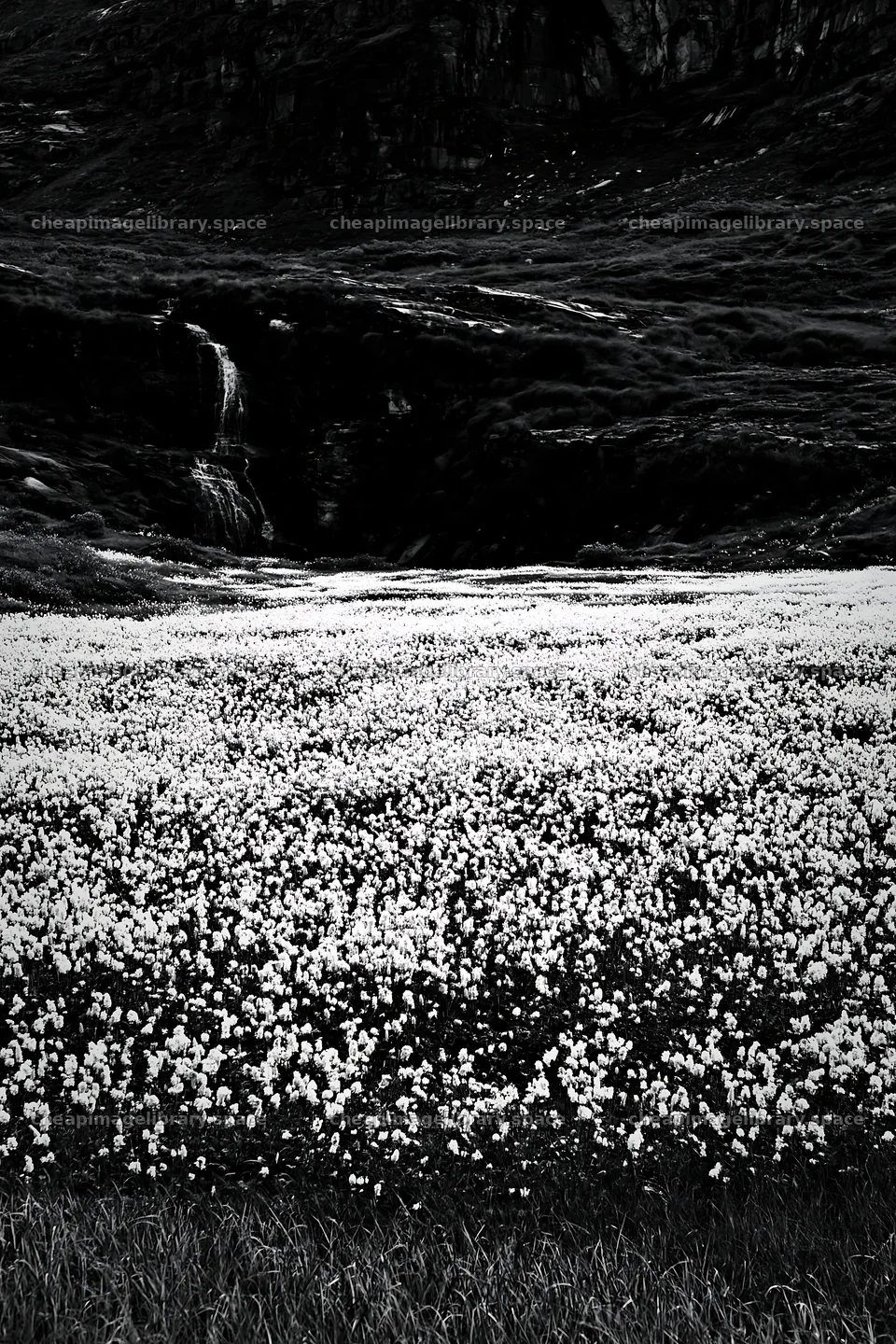Cascade valley flower meadow in black and white – image library 6480x9722