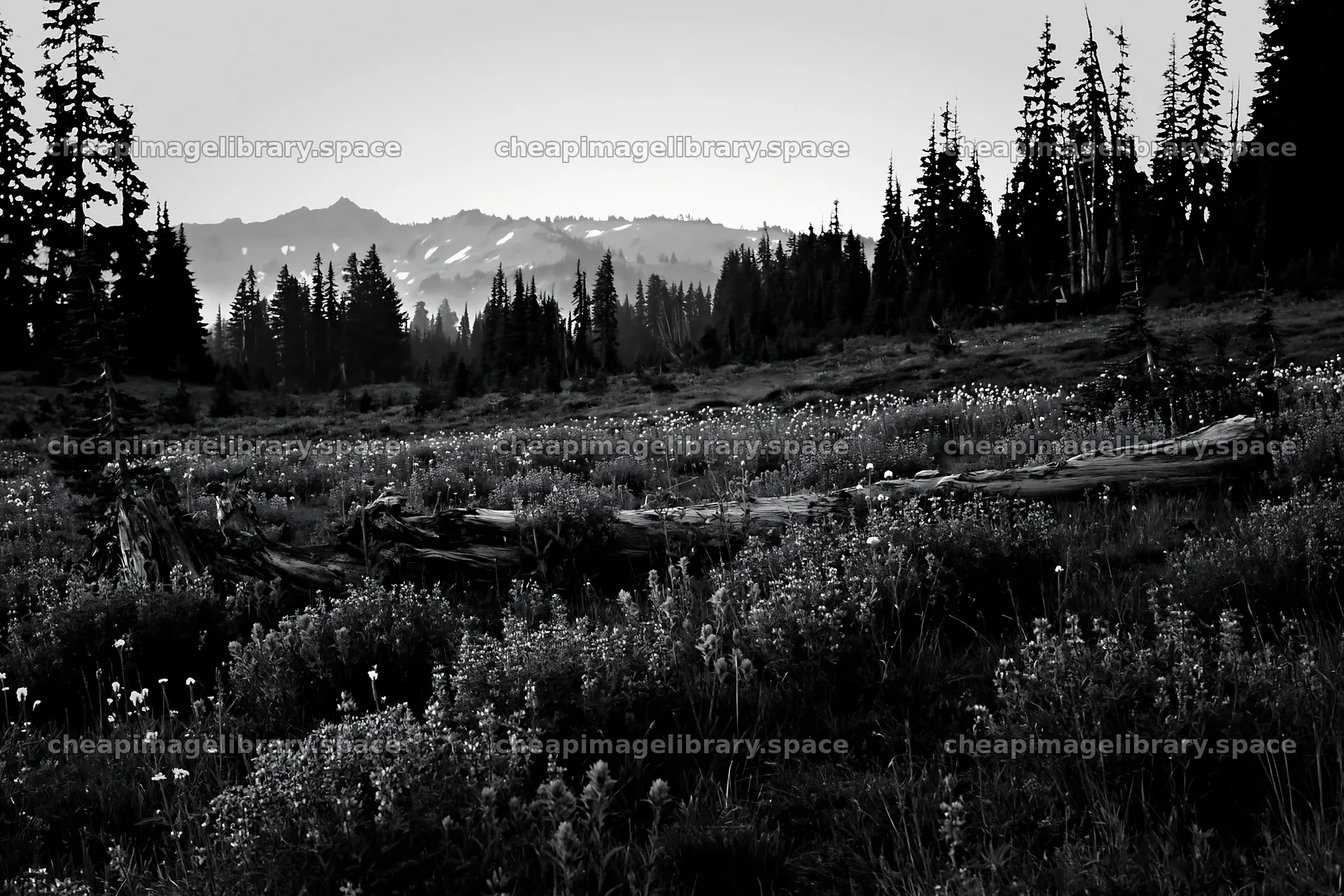 Weathered log in meadow with mountains in the background – image library 9722x6480