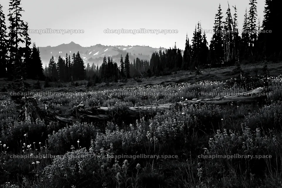 Weathered log in meadow with mountains in the background – image library 9722x6480