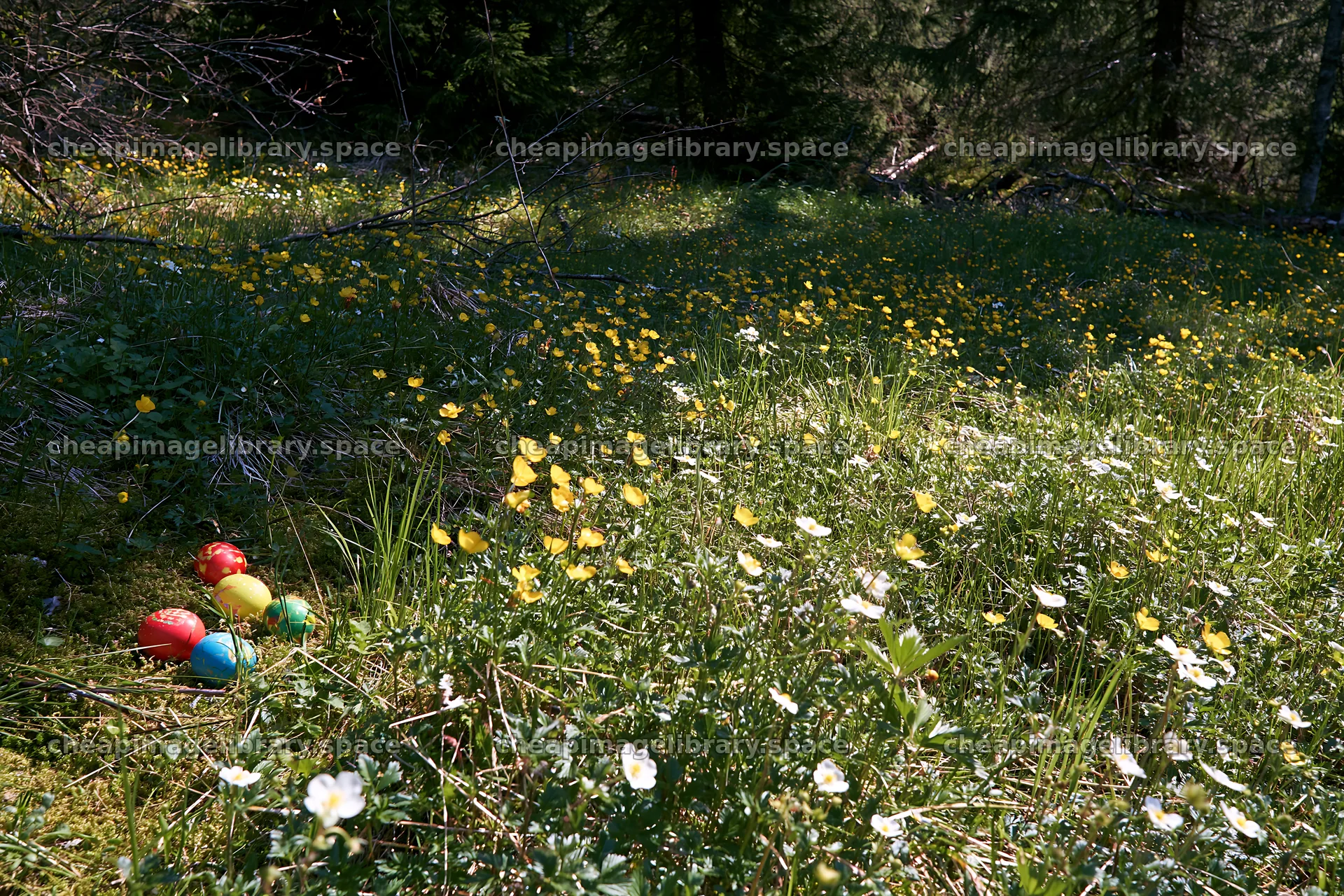 Colorful eggs in a spruce forest meadow with flowers – image library 9722x6480