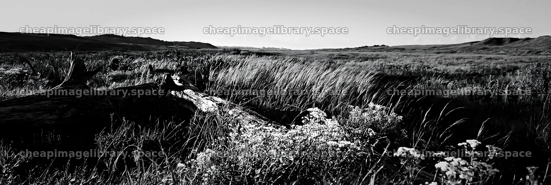 Chiba coastal meadow with driftwood and wildflowers – image library 13690x4602