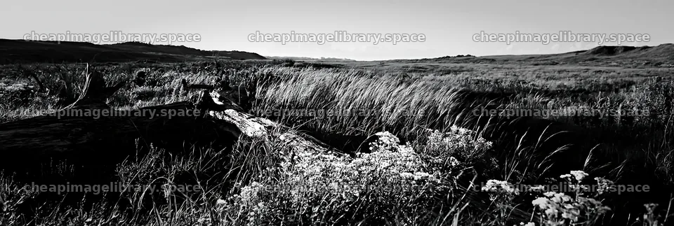 Chiba coastal meadow with driftwood and wildflowers – image library 13690x4602