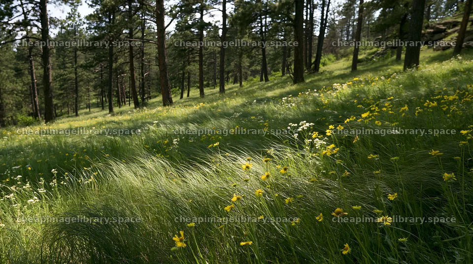 Pine forest meadow with green grass and flowers in sunlight – image library 10608x5938