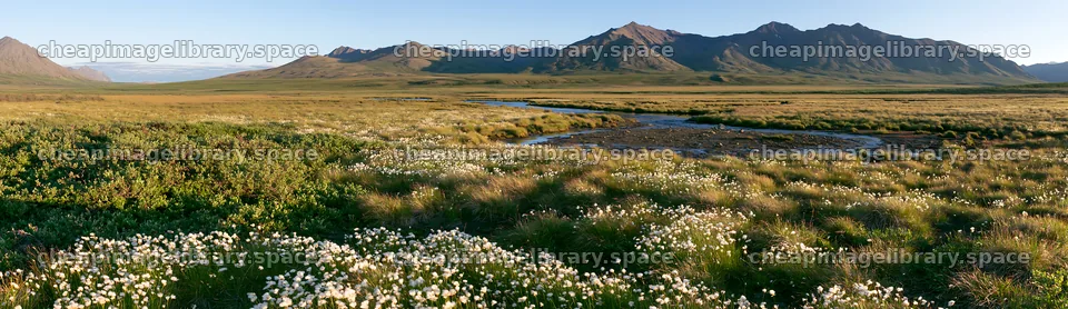 Cottongrass meadow with mountains and stream at sunset – image library 14762x4268
