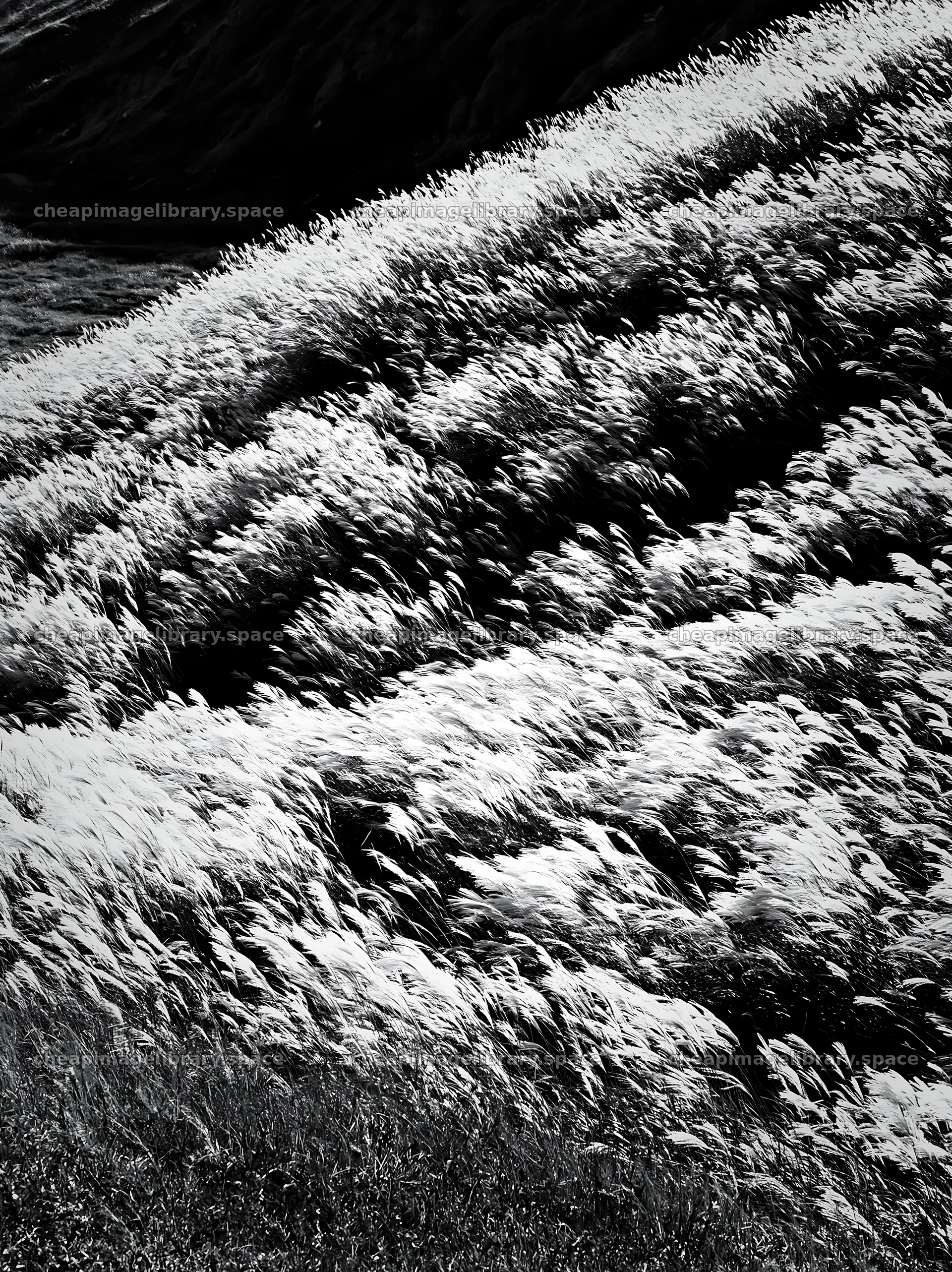 Hokkaido silver grass meadow seedheads in black and white – image library 6866x9174