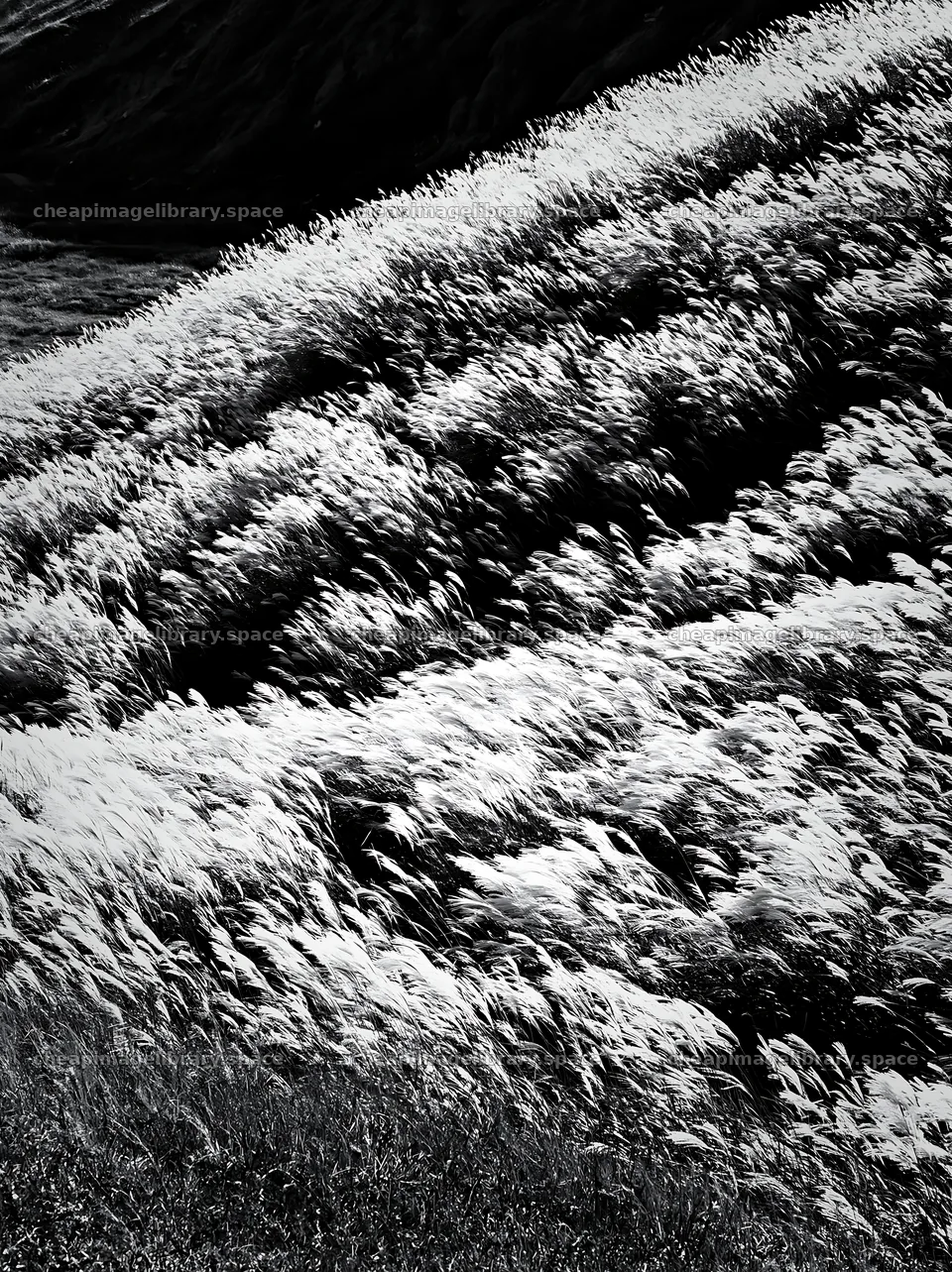 Hokkaido silver grass meadow seedheads in black and white – image library 6866x9174