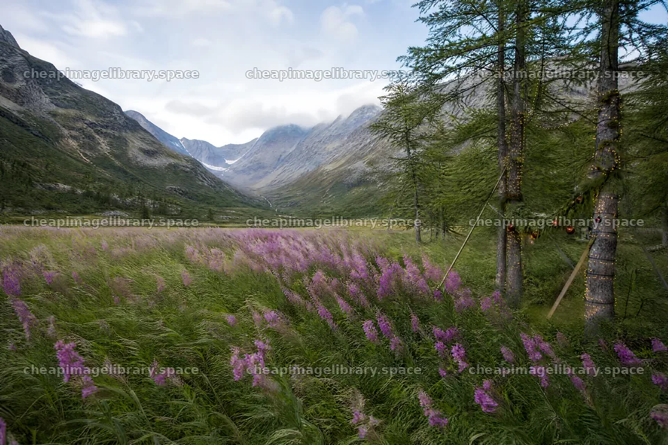 String lights in mountain valley meadow with flowers and trees – image library 9722x6480