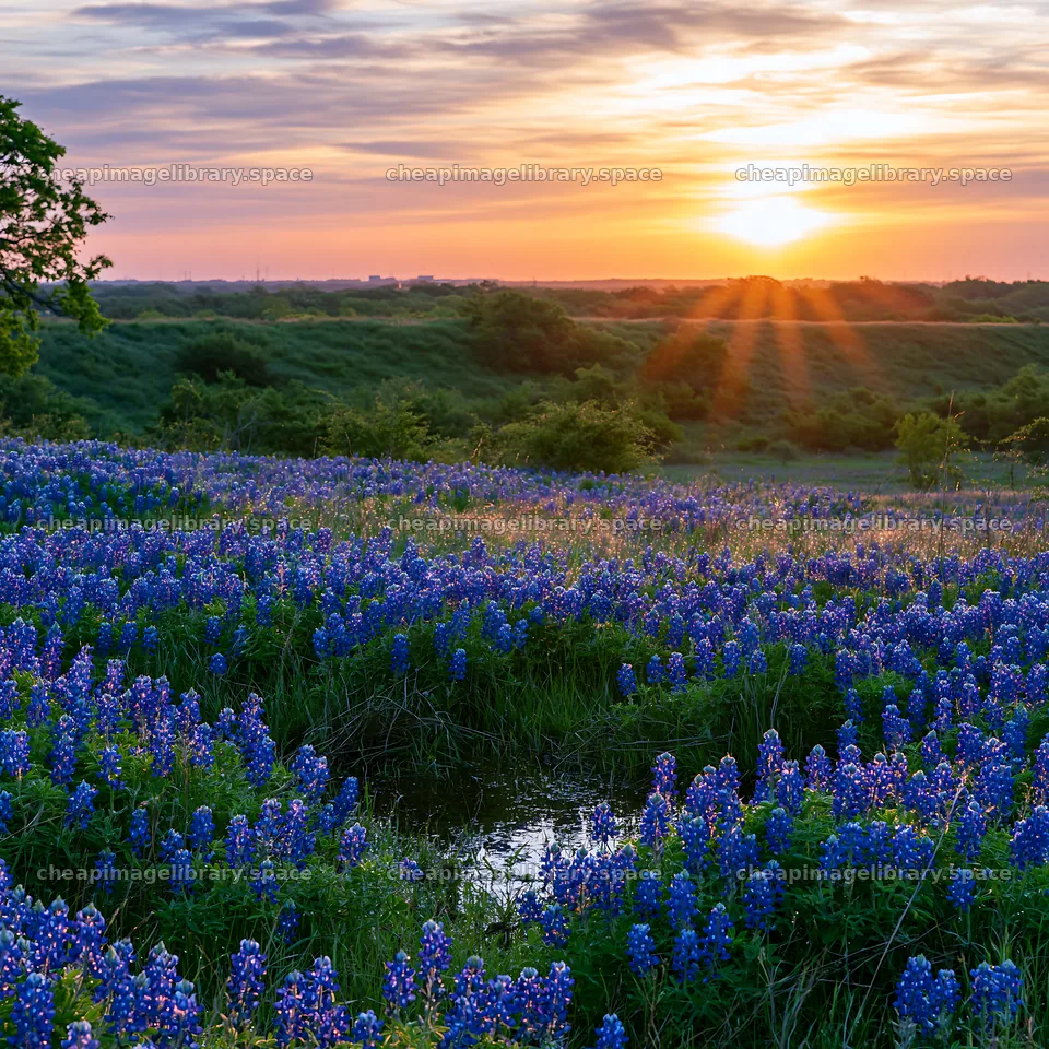 Bluebonnet meadow at sunrise with bright light – image library 7938x7938