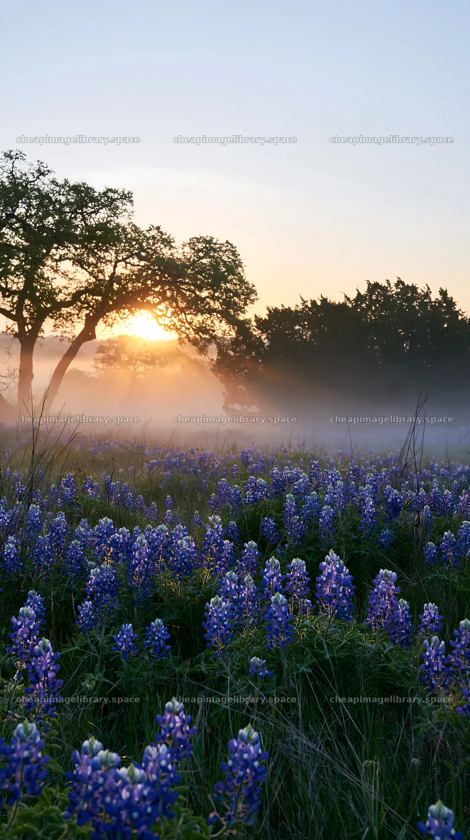 Bluebonnet meadow sunrise with mist and rising sun – image library 5938x10608