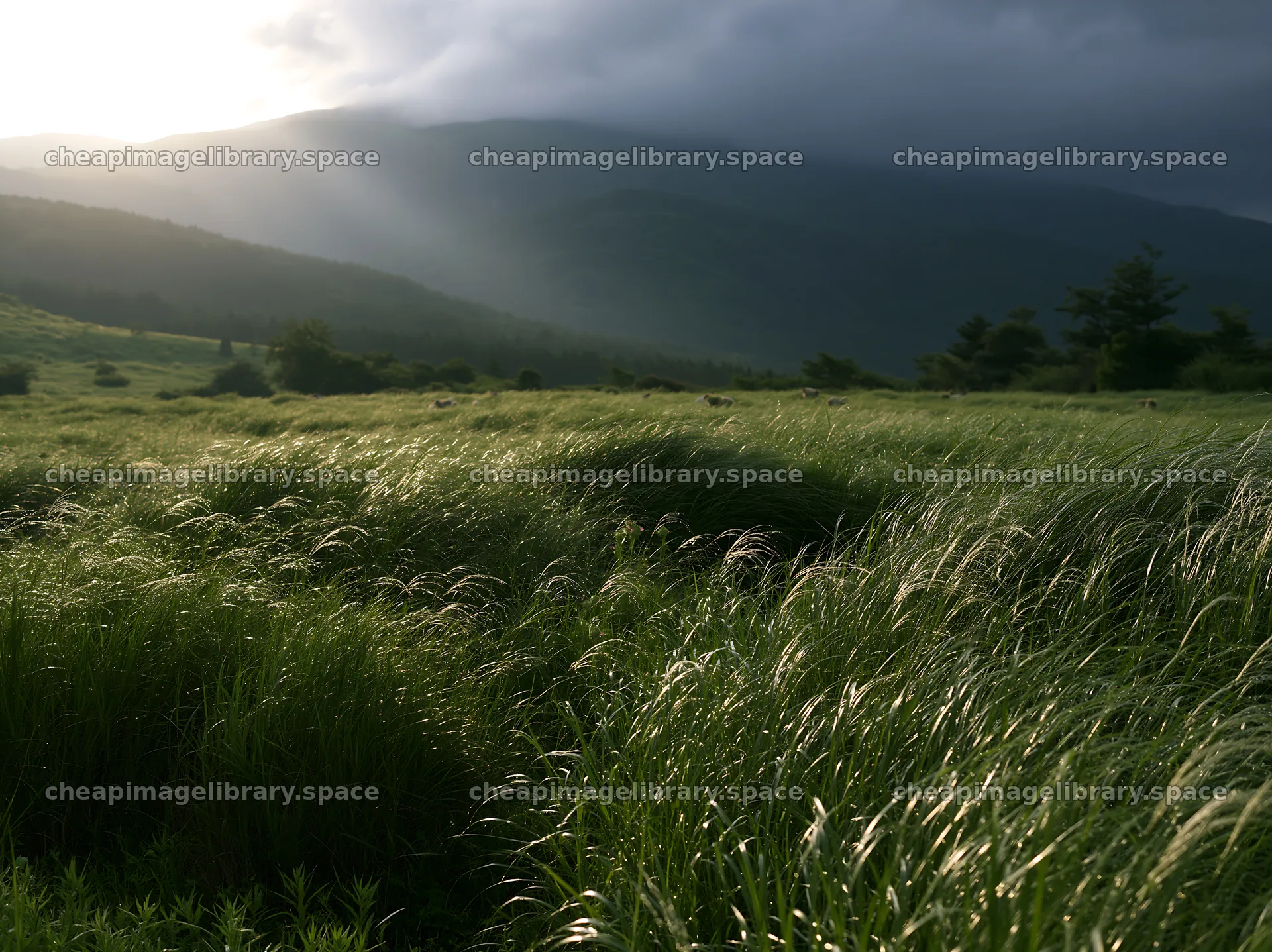Miyazaki sunrise meadow dew covered sedges bathed in morning light – image library 9174x6866