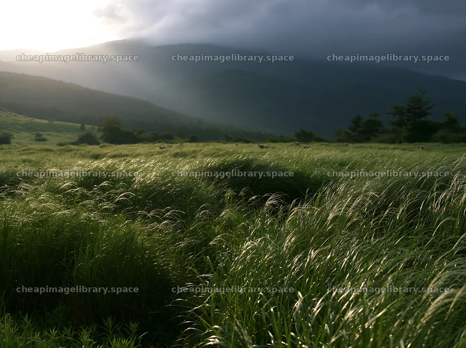 Miyazaki sunrise meadow dew covered sedges bathed in morning light – image library 9174x6866