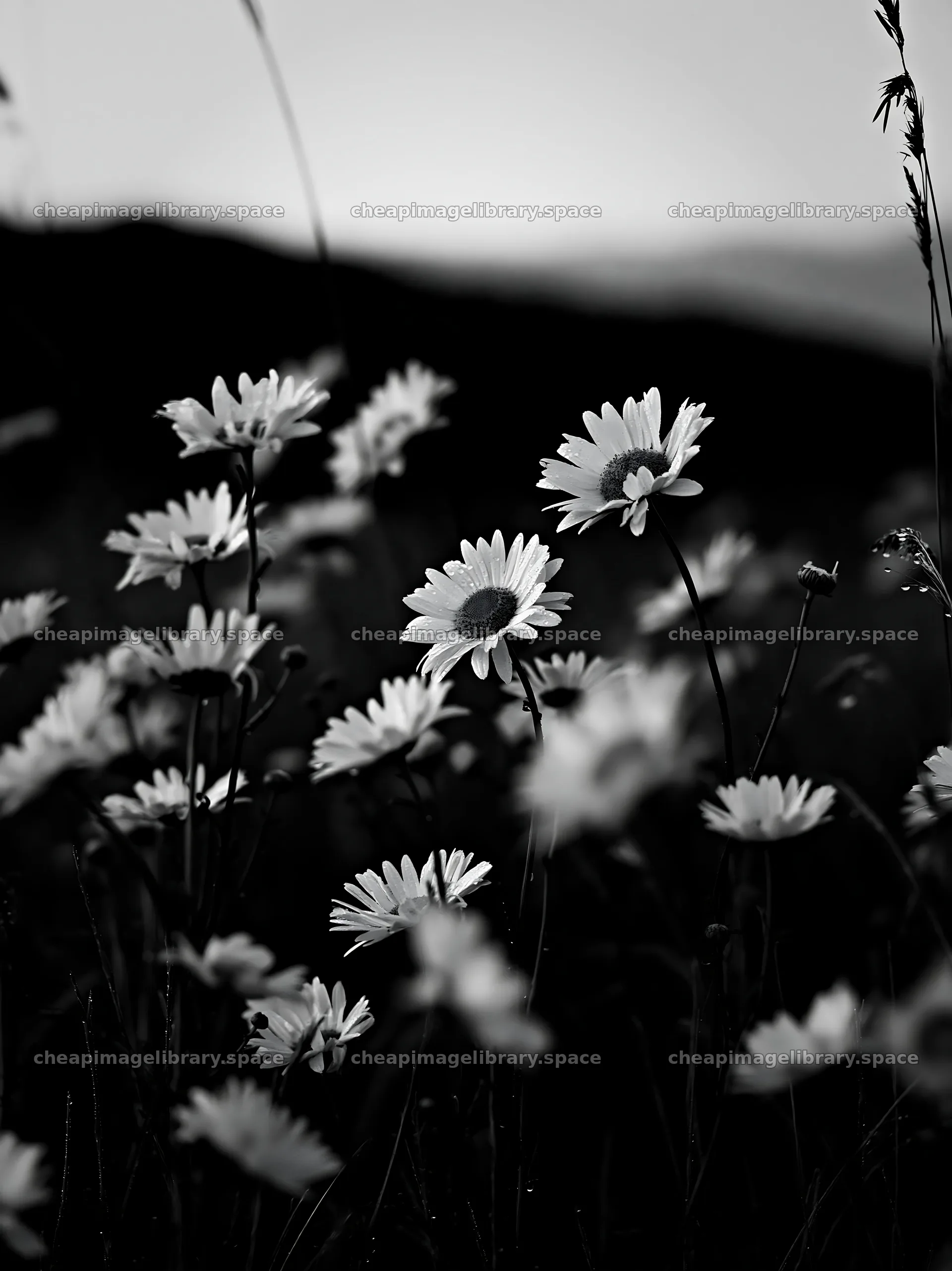 Silver dew on flowers in a meadow at sunrise – image library 6866x9174