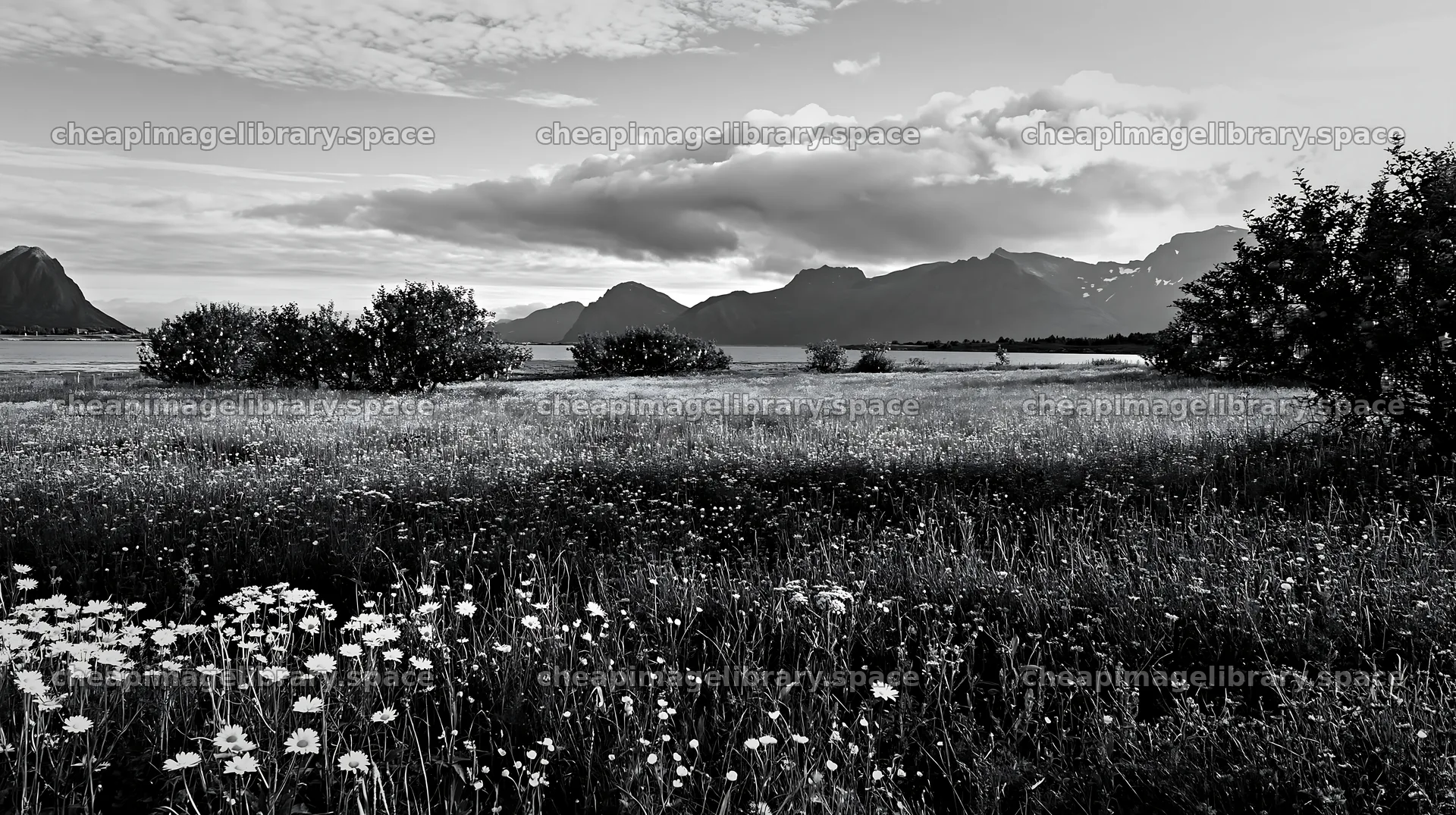 Apple tree meadow in Lofoten with lanterns and mountains – image library 10608x5938