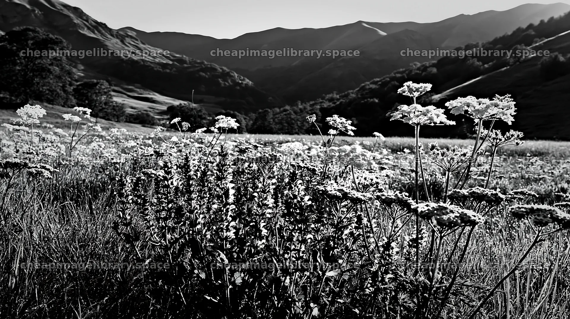 Sunny umbel flower meadow in mountain landscape – image library 10608x5938