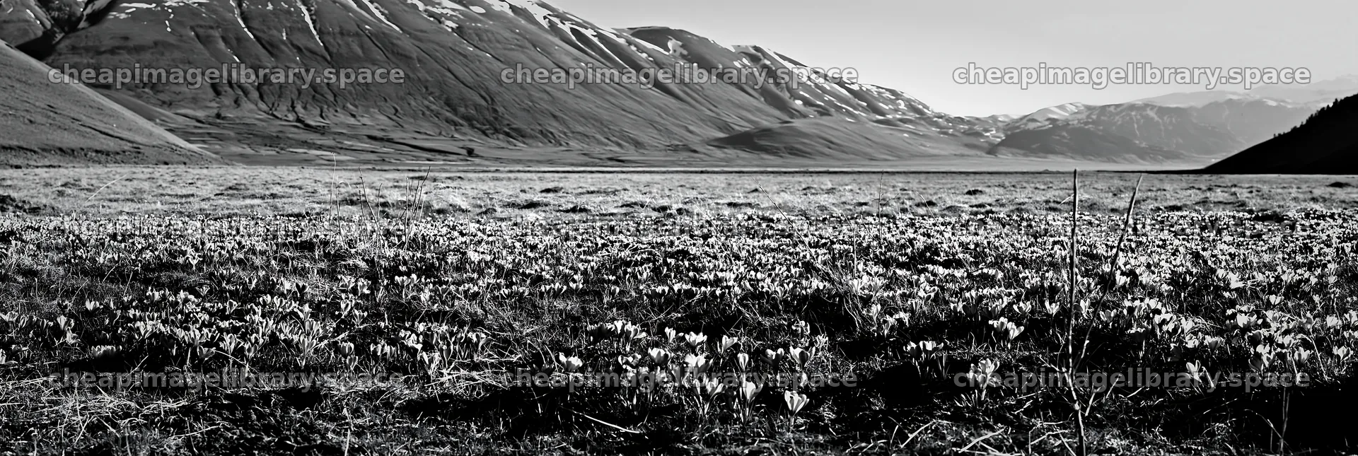 Meadow filled with crocuses under mountains in spring – image library 13690x4602