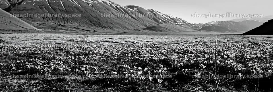 Meadow filled with crocuses under mountains in spring – image library 13690x4602