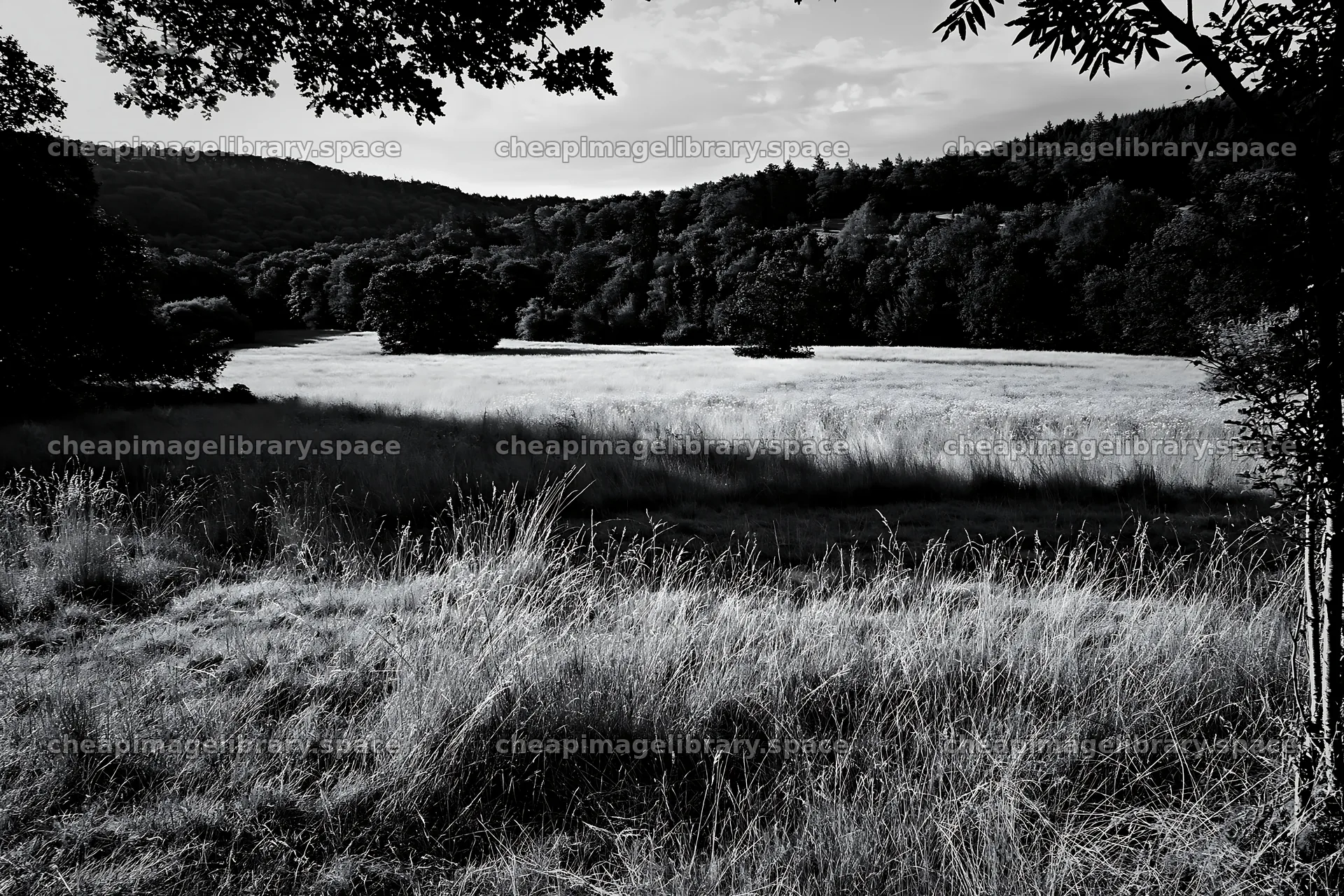 Wooded valley meadow with tall grass and green trees – image library 9722x6480