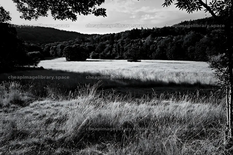 Wooded valley meadow with tall grass and green trees – image library 9722x6480
