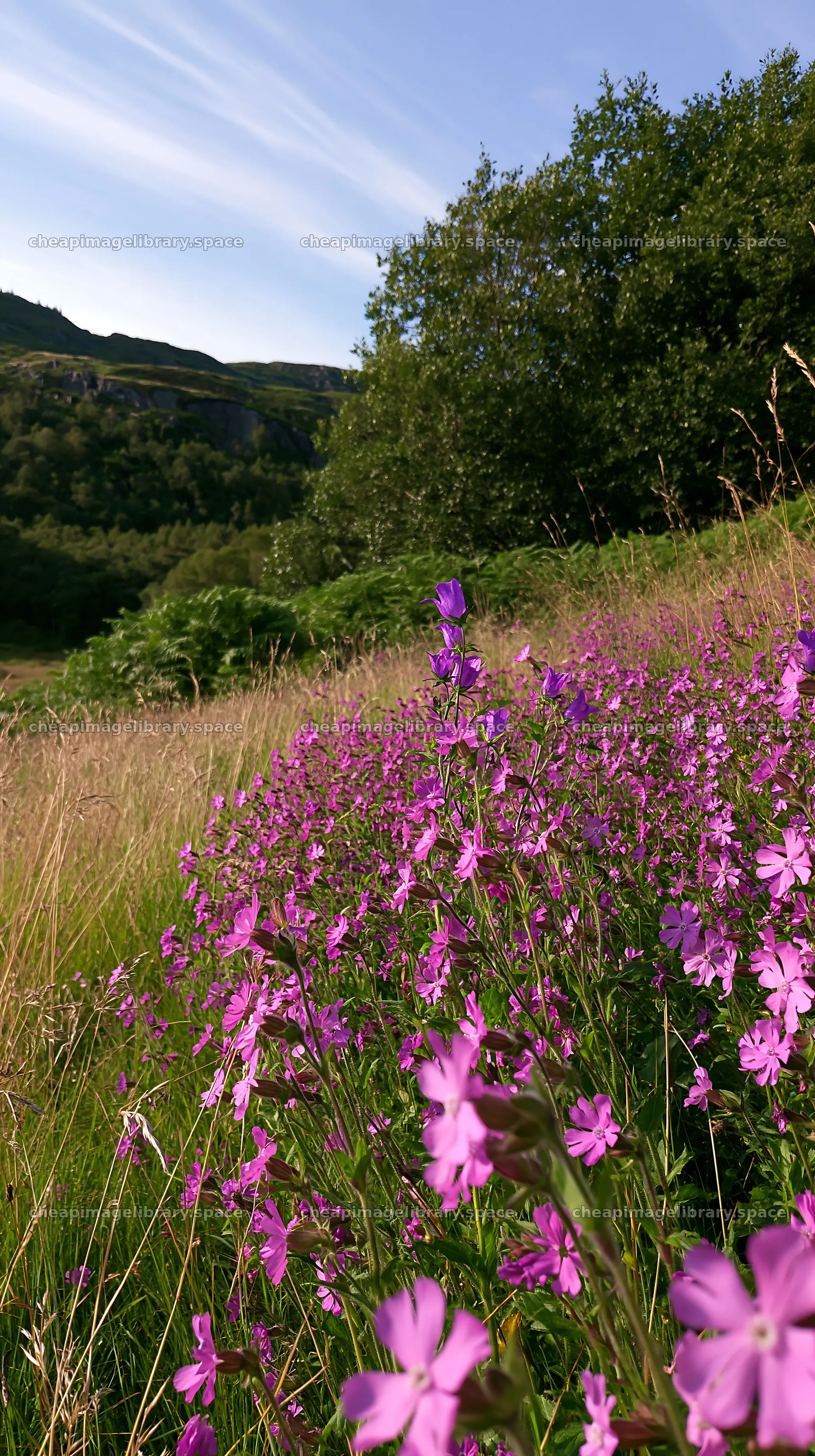 Campion bellflower meadow with purple flowers under blue sky – image library 5938x10608