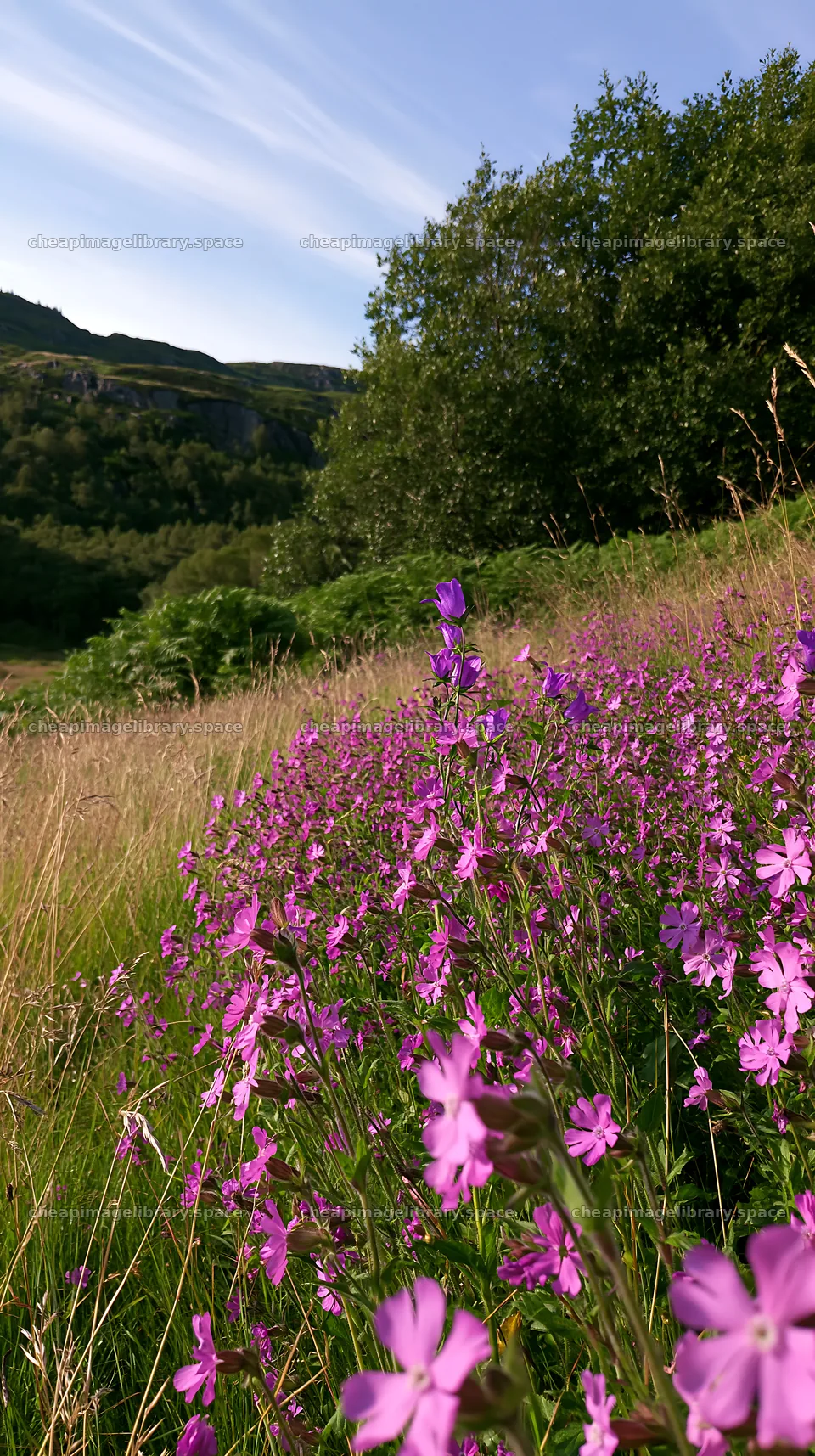 Campion bellflower meadow with purple flowers under blue sky – image library 5938x10608