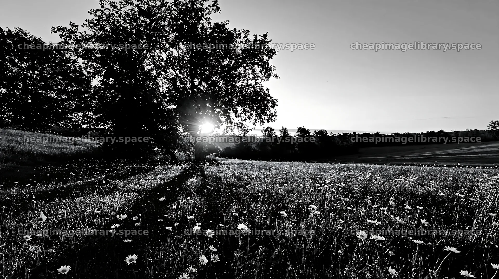 Sunlight shining through tree in daisy apple meadow – image library 10608x5938