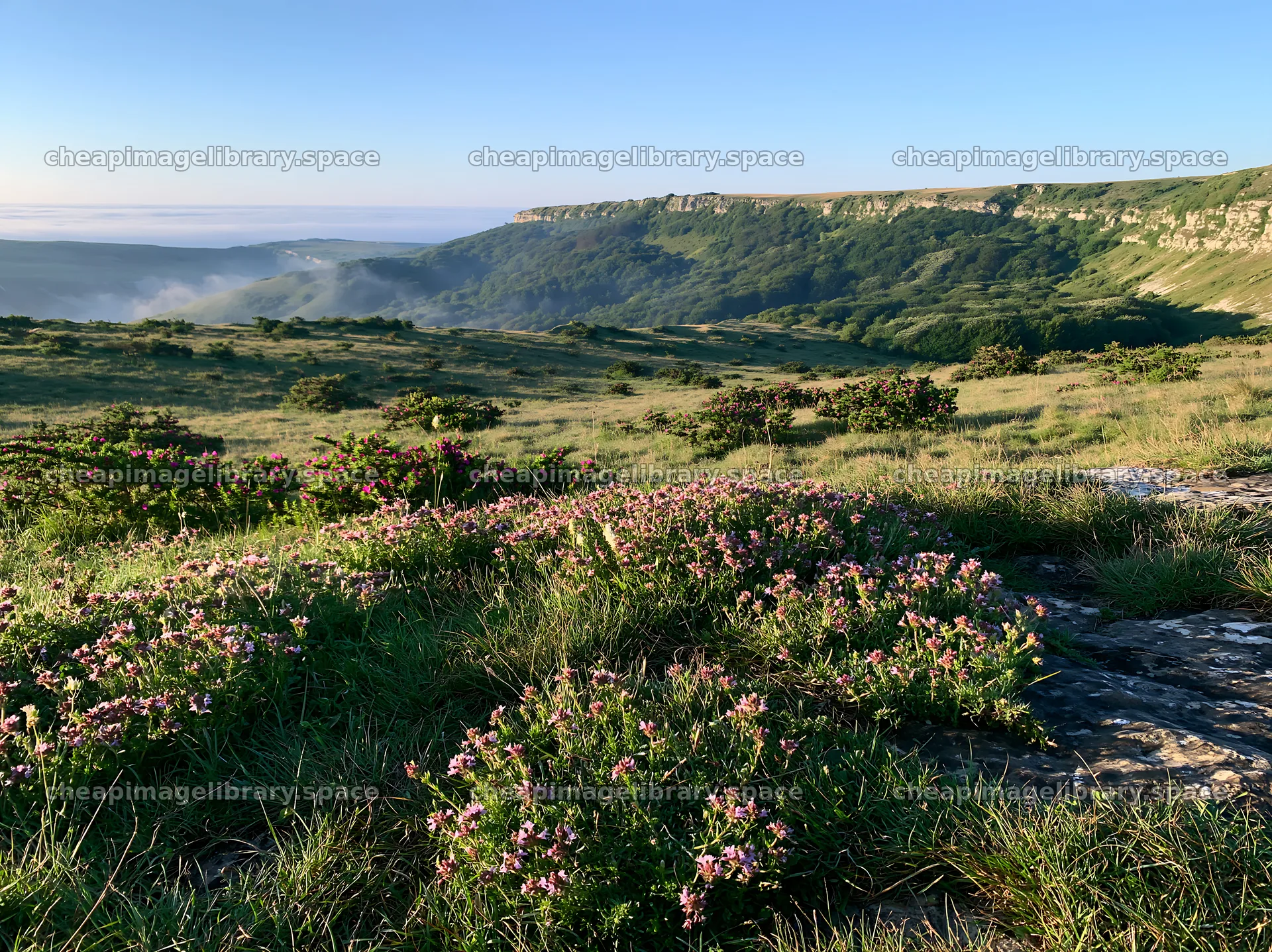 Sunny meadow with flowers on limestone escarpment – image library 9174x6866