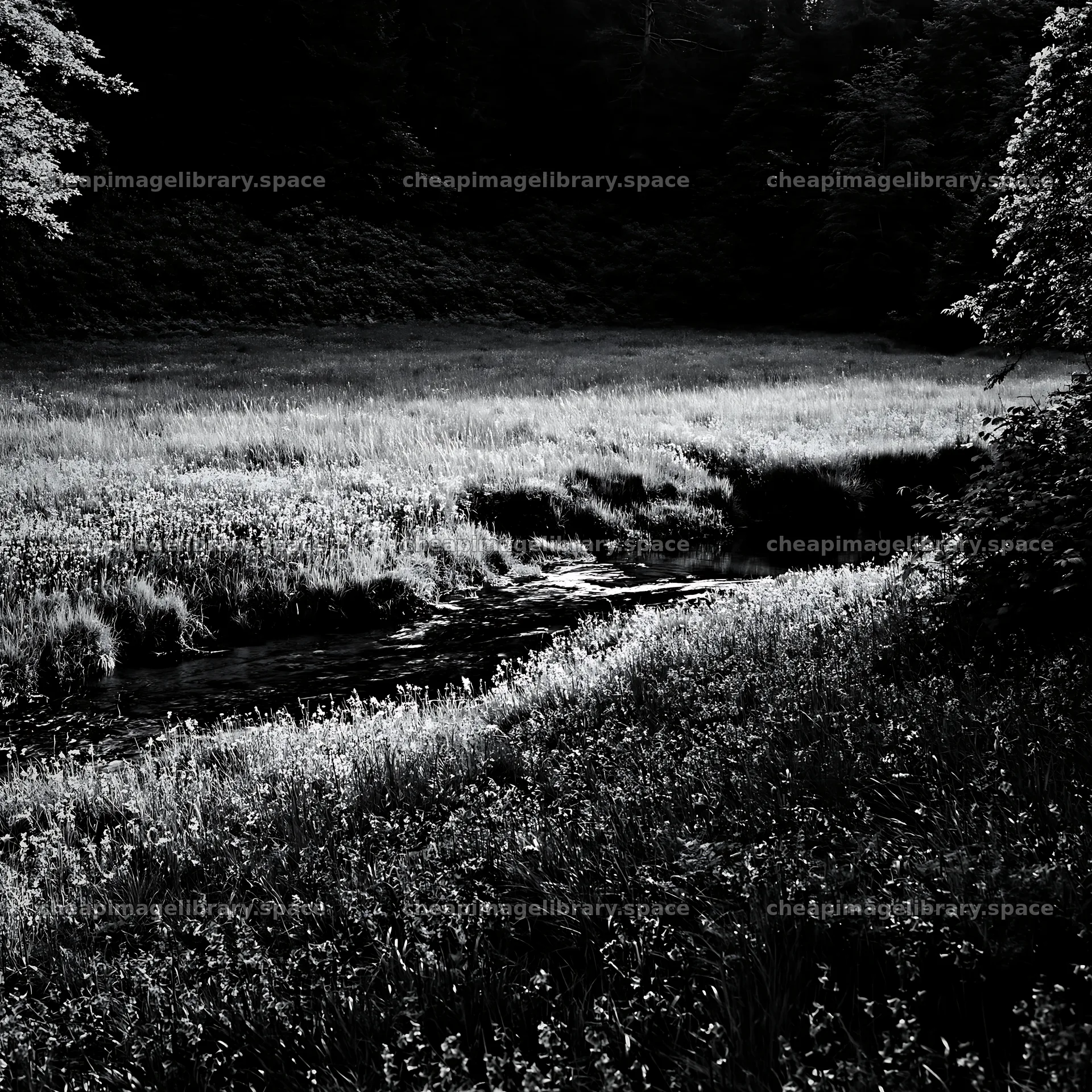 High contrast stream in a meadow surrounded by trees – image library 7938x7938