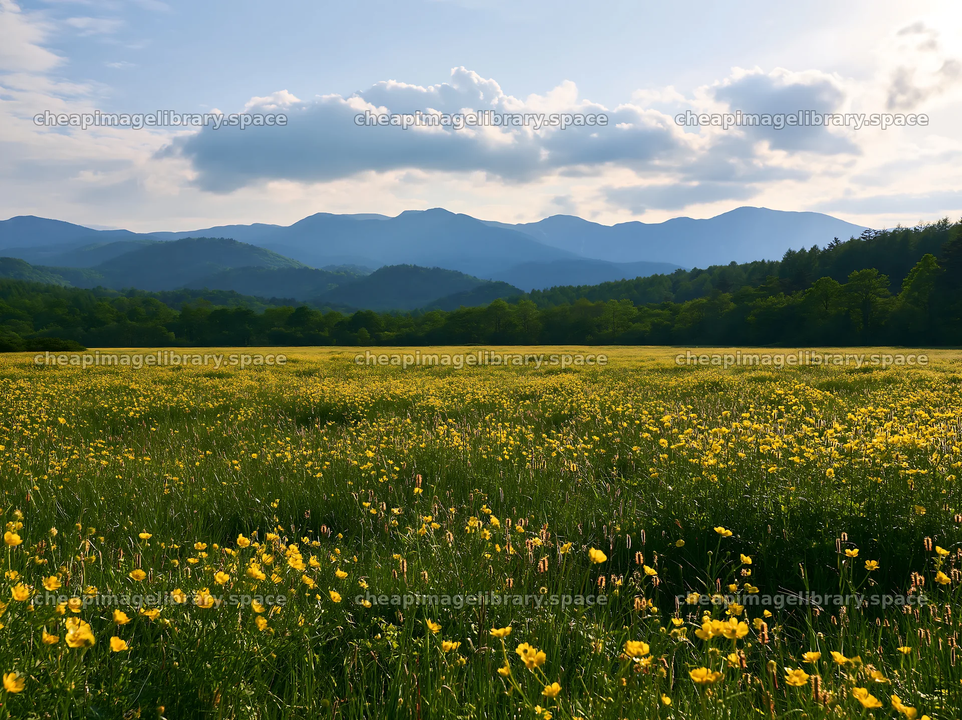 Iwate rain refreshed meadow seedhead foreground – image library 9174x6866
