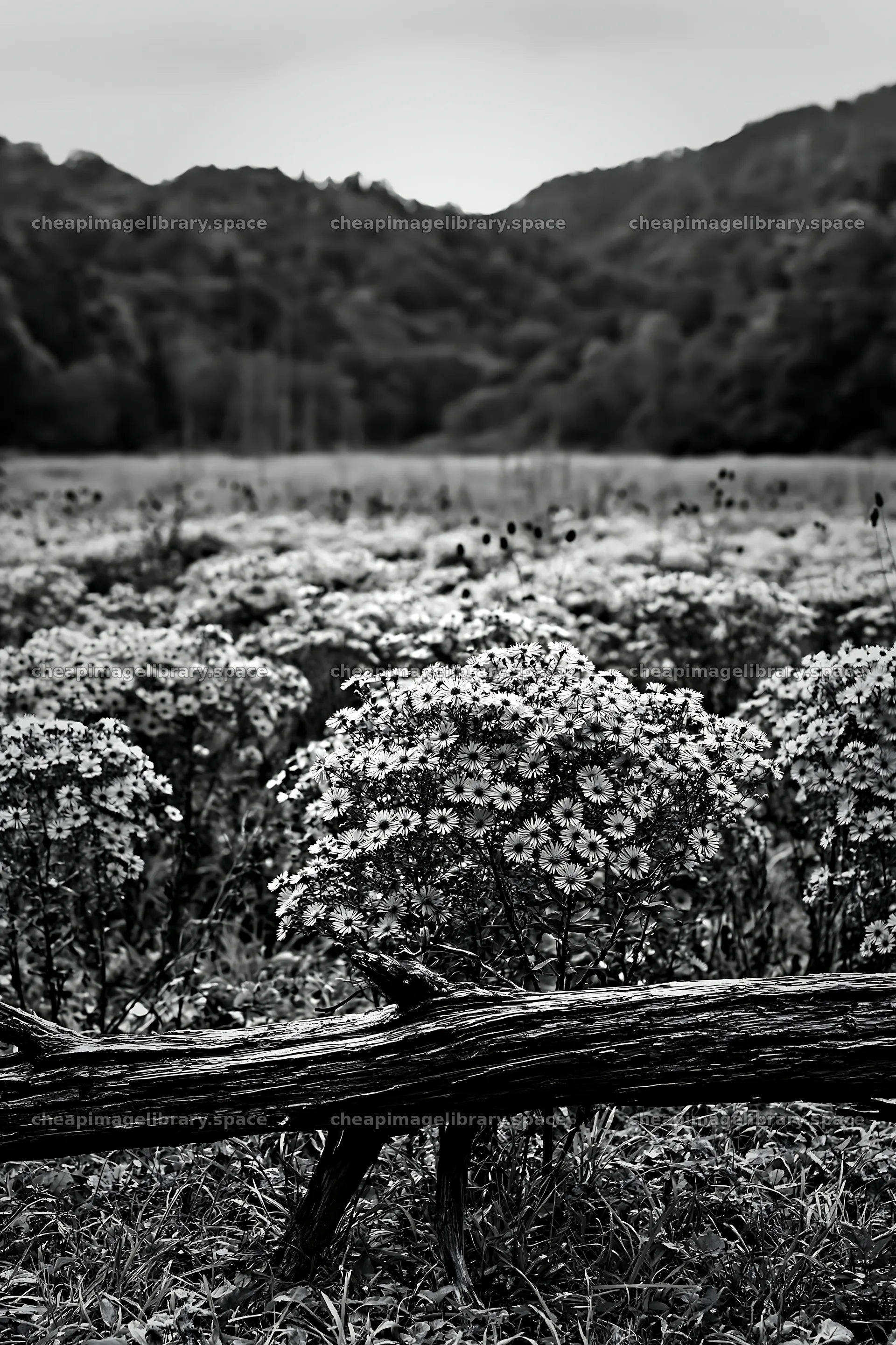 Yamagata rewilded meadow with fallen branch in foreground – image library 6480x9722