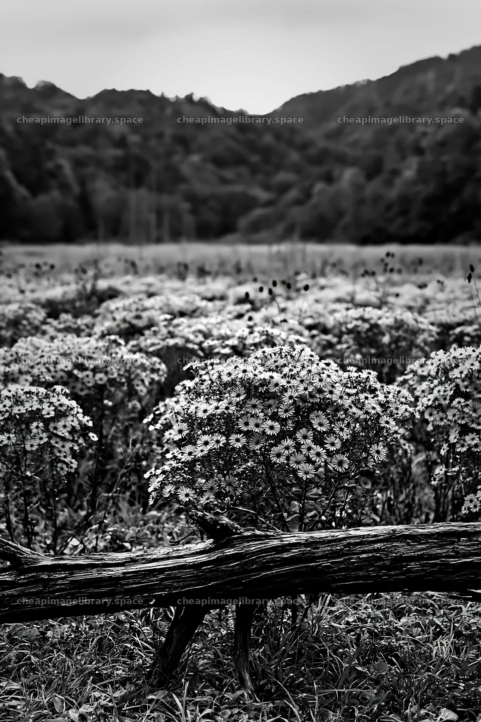 Yamagata rewilded meadow with fallen branch in foreground – image library 6480x9722