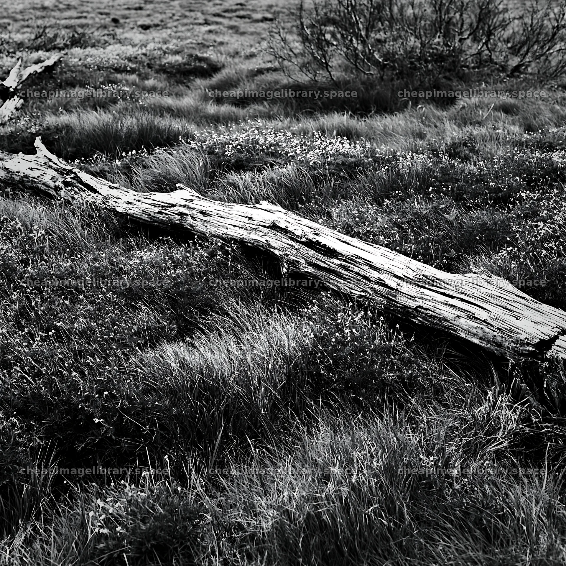 Weathered log laying in grassy meadow – image library 7938x7938