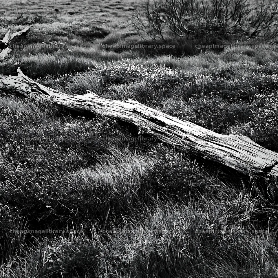Weathered log laying in grassy meadow – image library 7938x7938