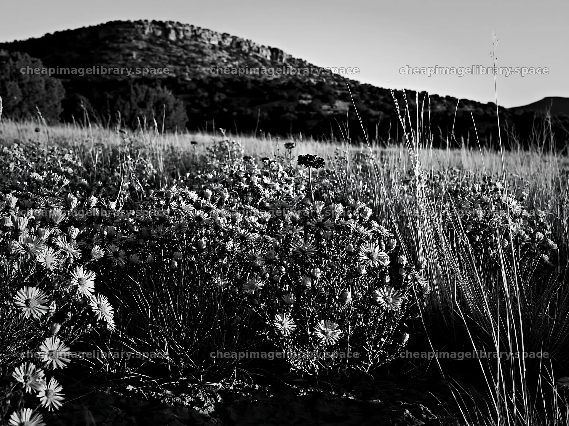 Drought-tolerant meadow with wildflowers at sunset – image library 9174x6866
