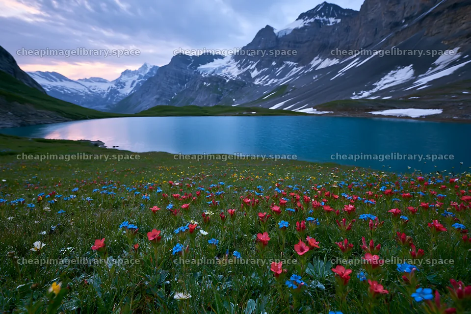 Swiss meadow beside alpine lake at sunset with colorful flowers – image library 9722x6480