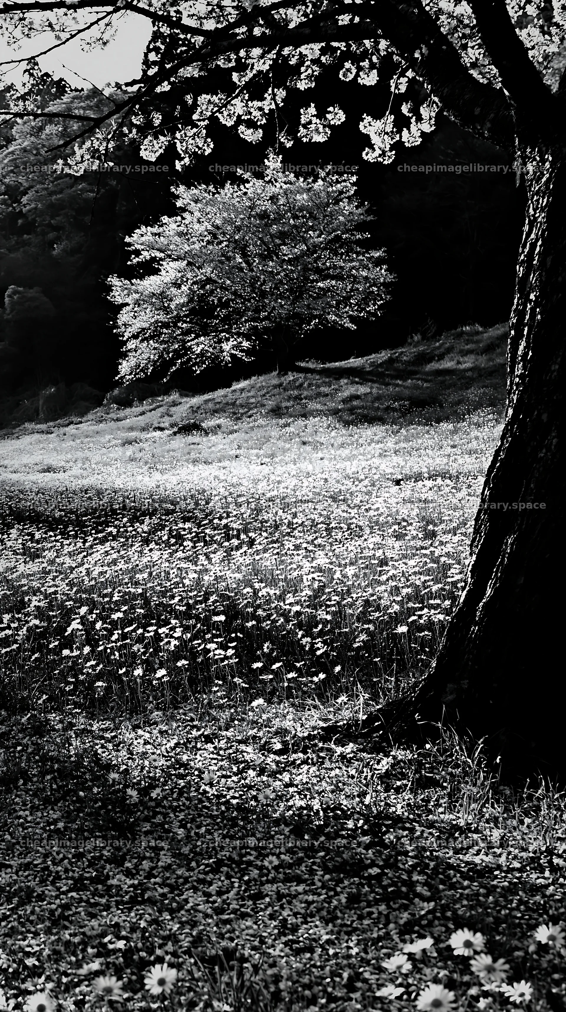 Fukuoka spring meadow with fallen blossoms and tree – image library 5938x10608