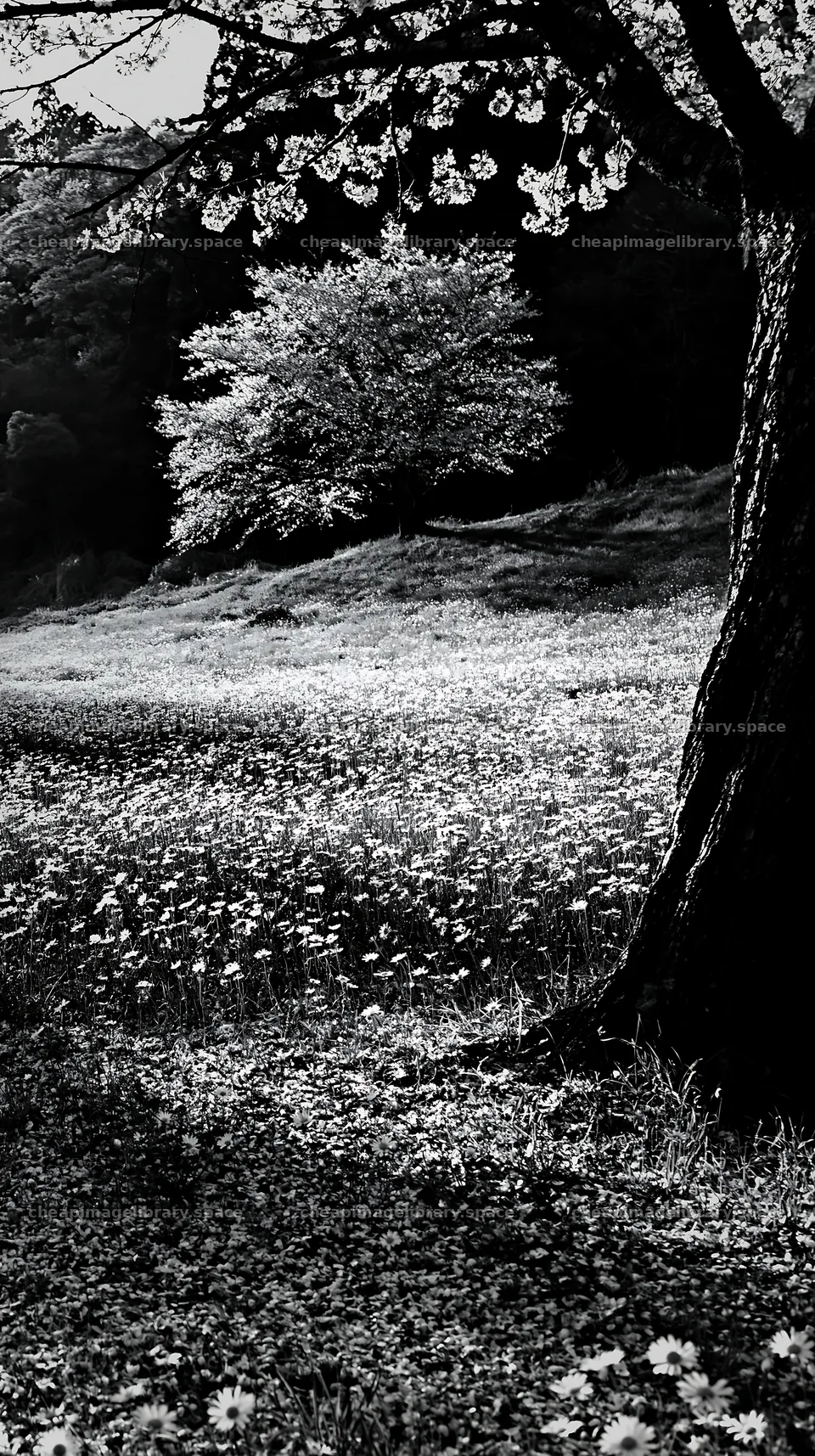 Fukuoka spring meadow with fallen blossoms and tree – image library 5938x10608