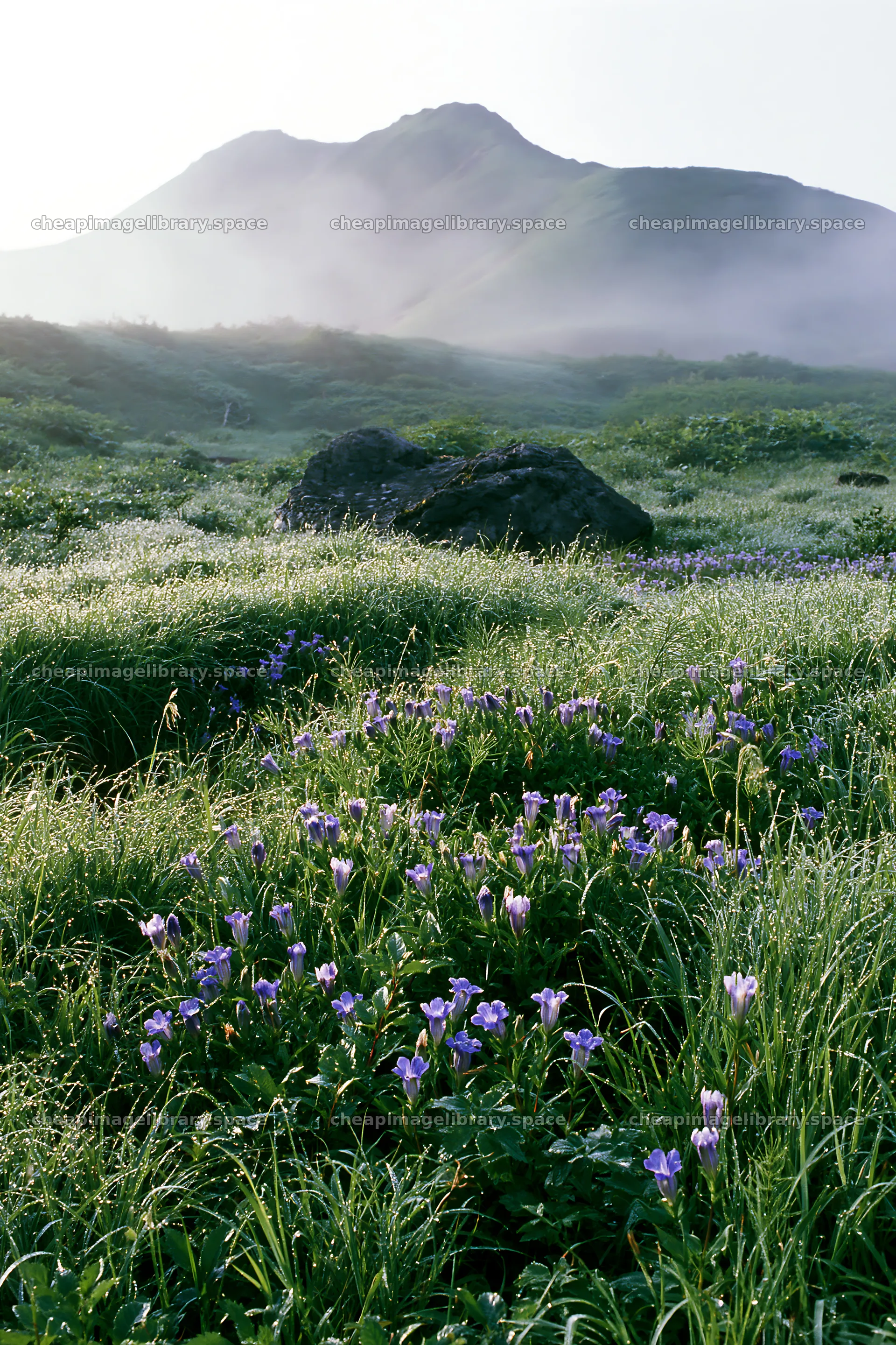 Aomori climate resilient meadow with boulder – image library 6480x9722