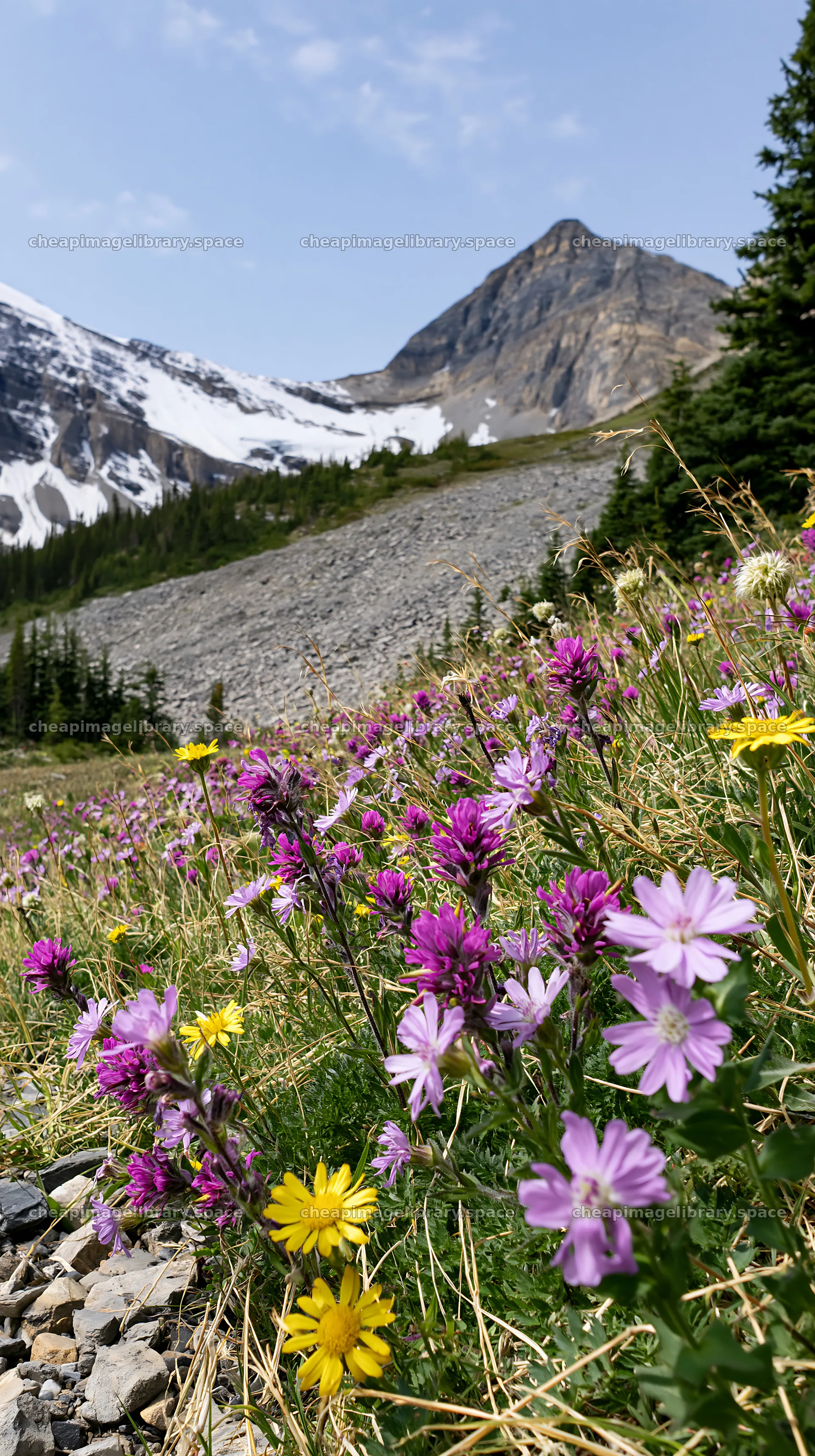 Banff meadow with wildflowers and snowy mountains – image library 5938x10608