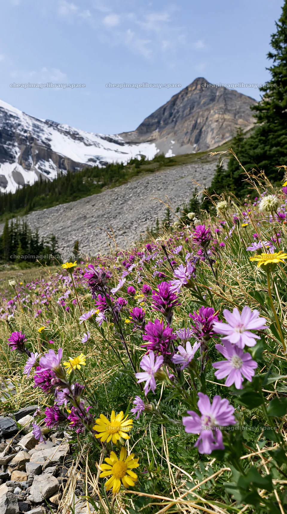 Banff meadow with wildflowers and snowy mountains – image library 5938x10608