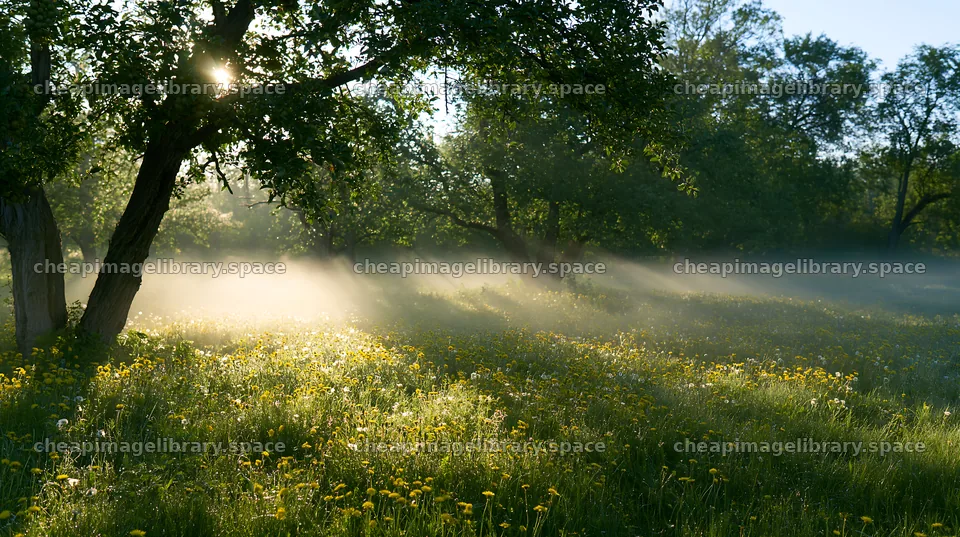 Dandelions bloom in a misty orchard meadow at sunrise – image library 10608x5938