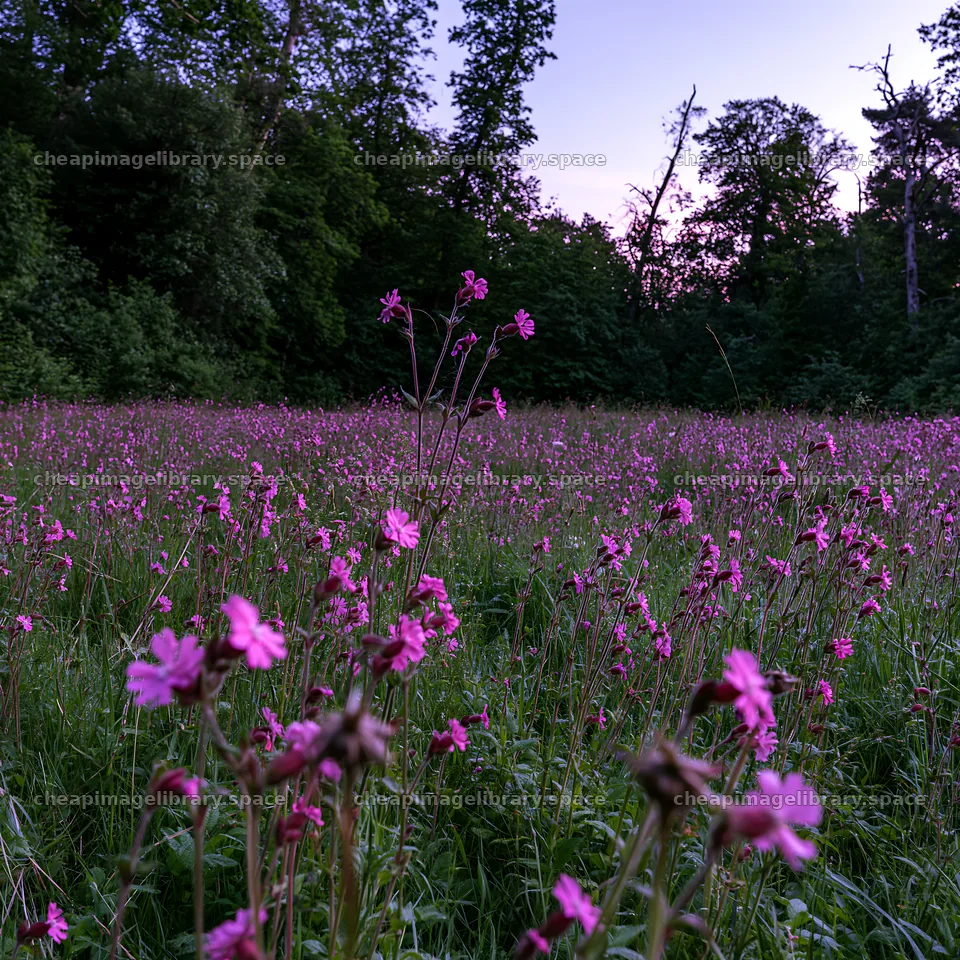 Meadow filled with wildflowers at the edge of a forest – image library 7938x7938