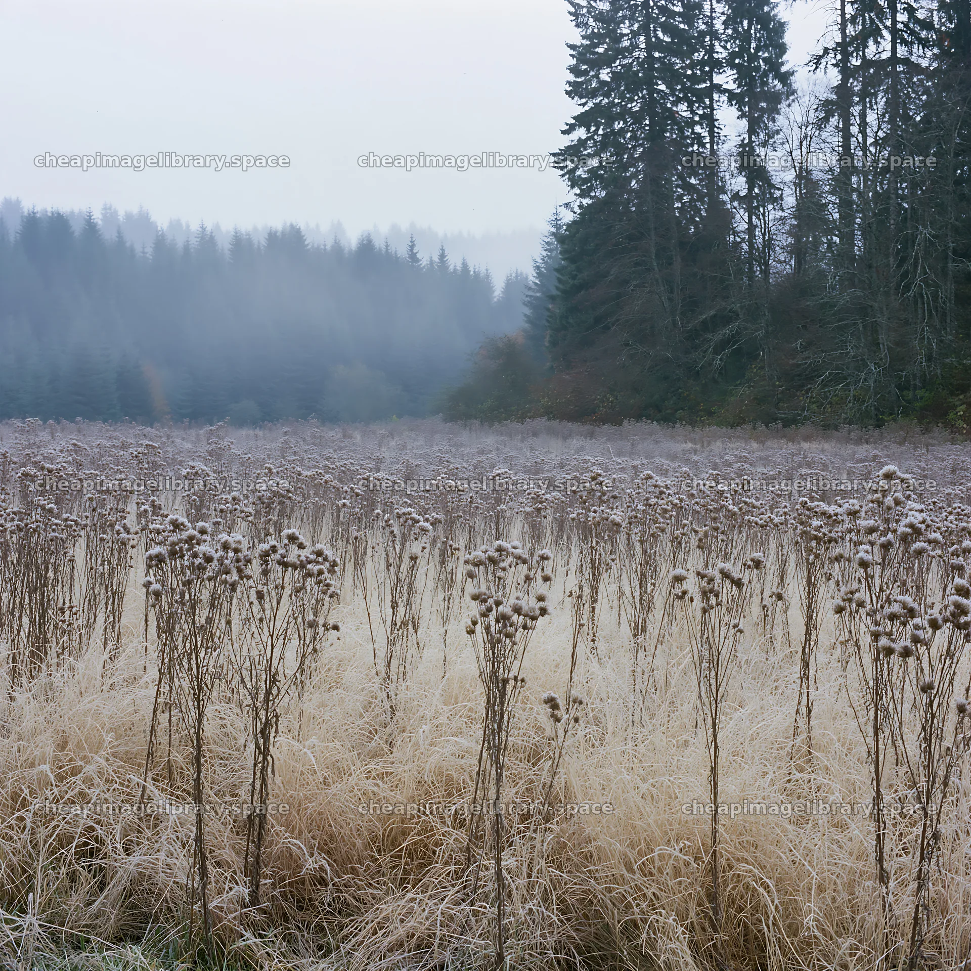Autumn meadow with fog and tall grass in the forest – image library 7938x7938