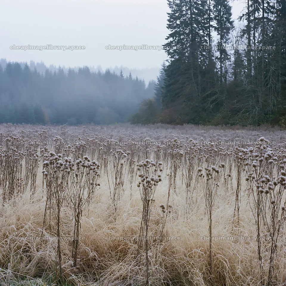 Autumn meadow with fog and tall grass in the forest – image library 7938x7938