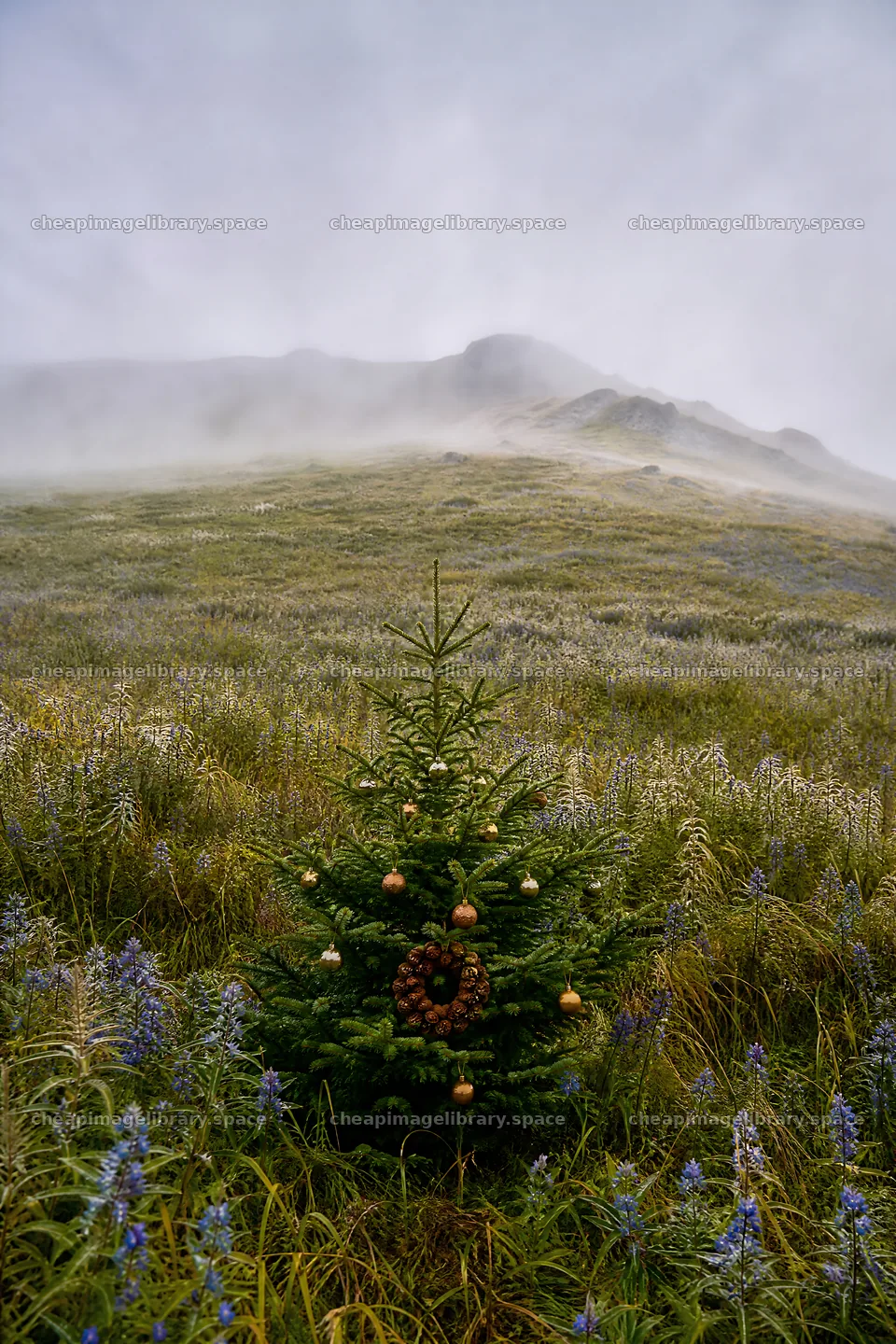 Vibrant Christmas tree stands in misty meadow – image library 6480x9722