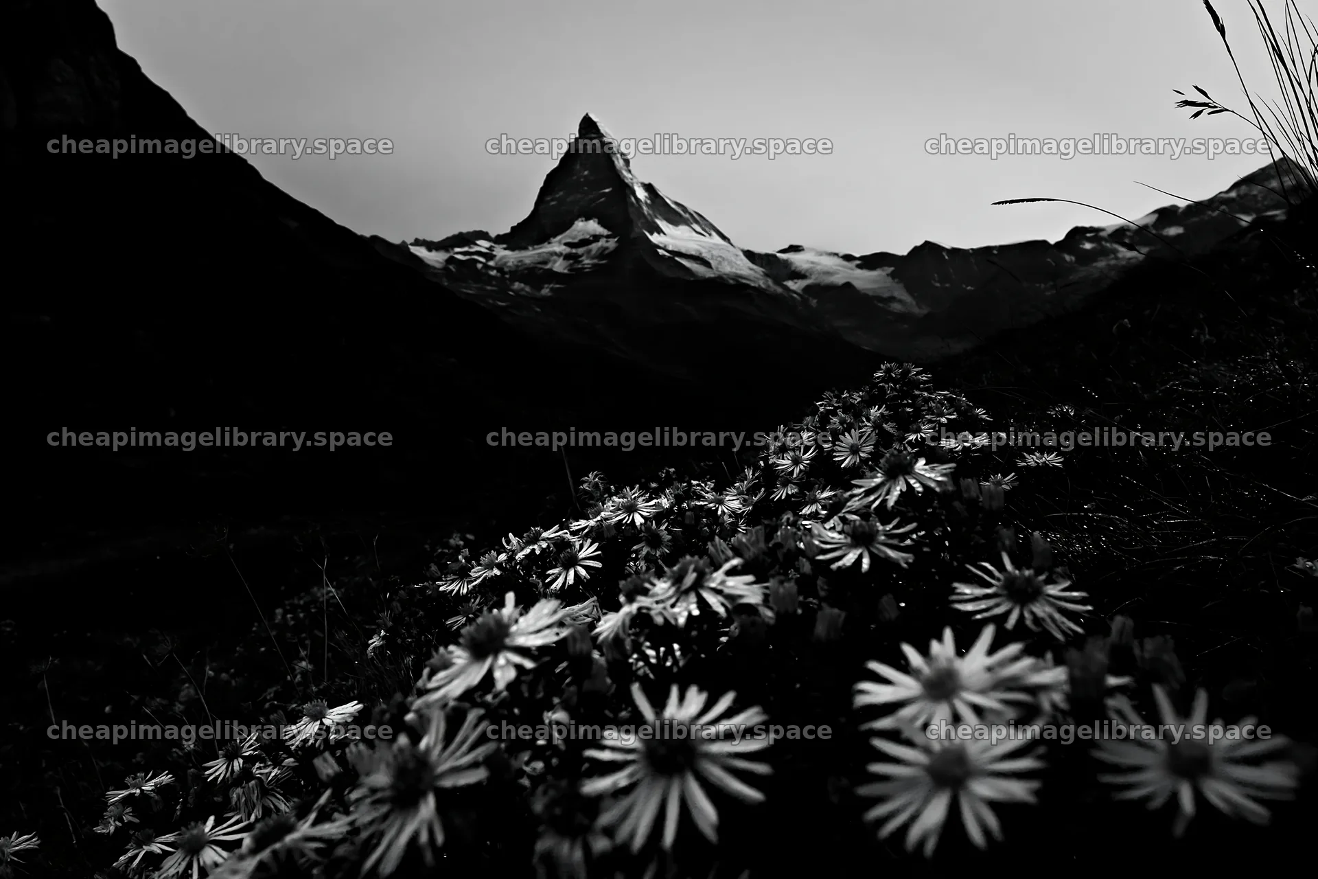 Wildflower meadow near Matterhorn at dusk – image library 9722x6480